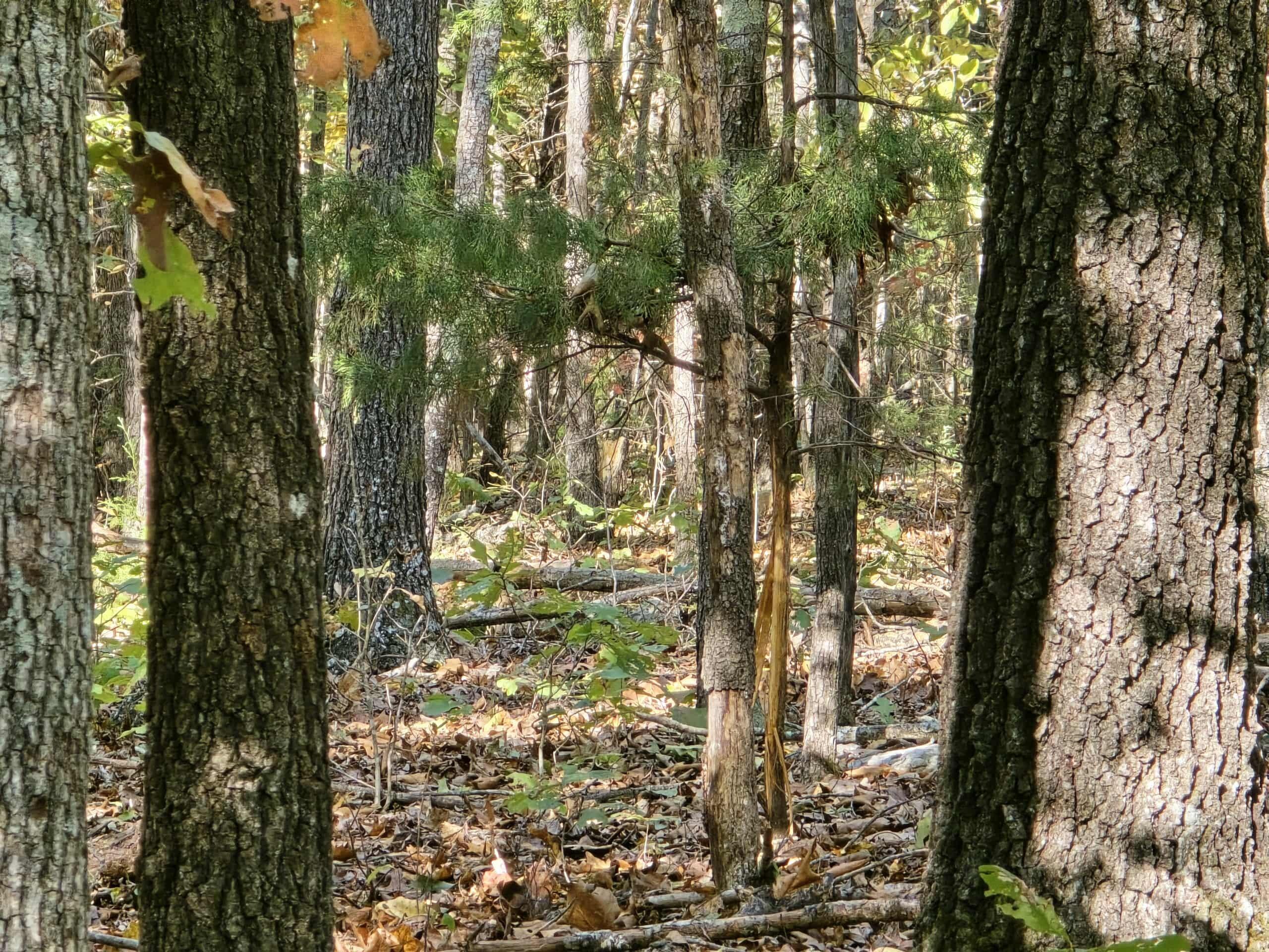 6399 Garner Road Road Property Photo 6