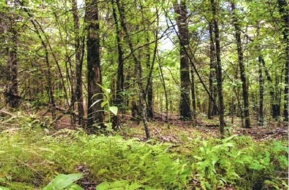 Tbd Lightning Springs Road Property Photo 2