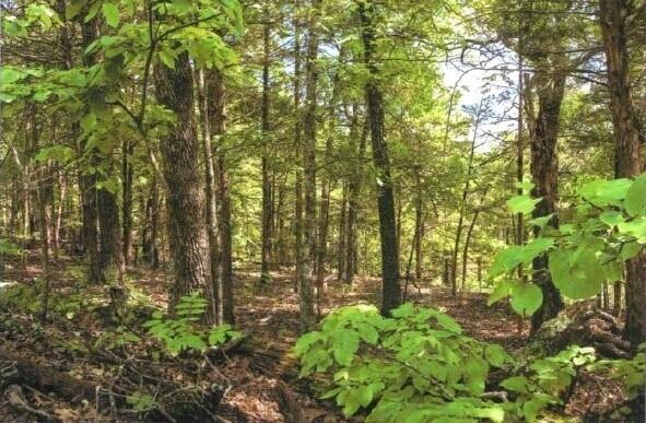 Tbd Lightning Springs Road Property Photo 3