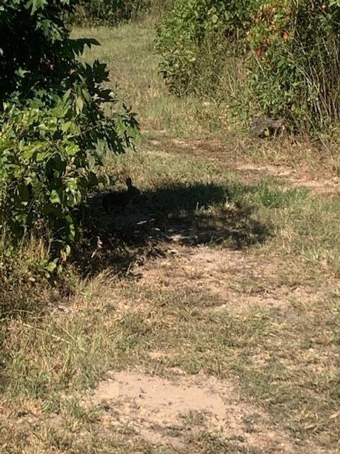 1240 County Rd 875 Property Photo 10