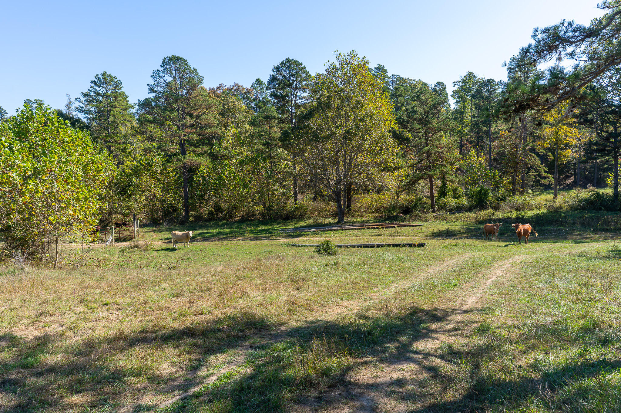000 County Road 1130 Property Photo 13