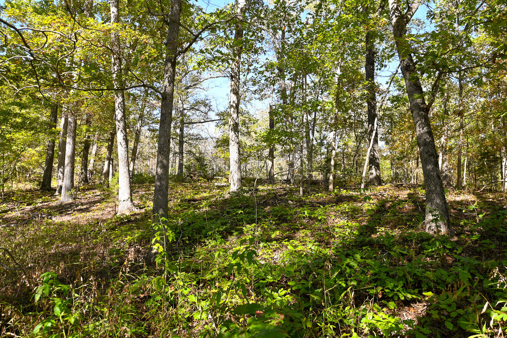 33981 County Road 96 Property Photo 43