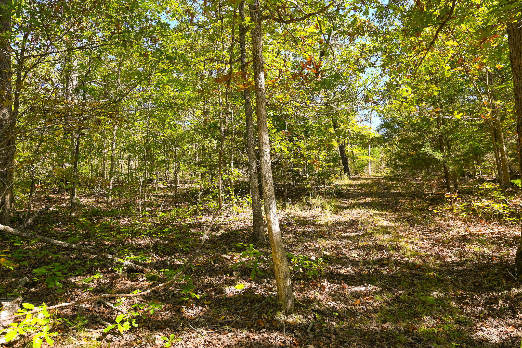 33981 County Road 96 Property Photo 44