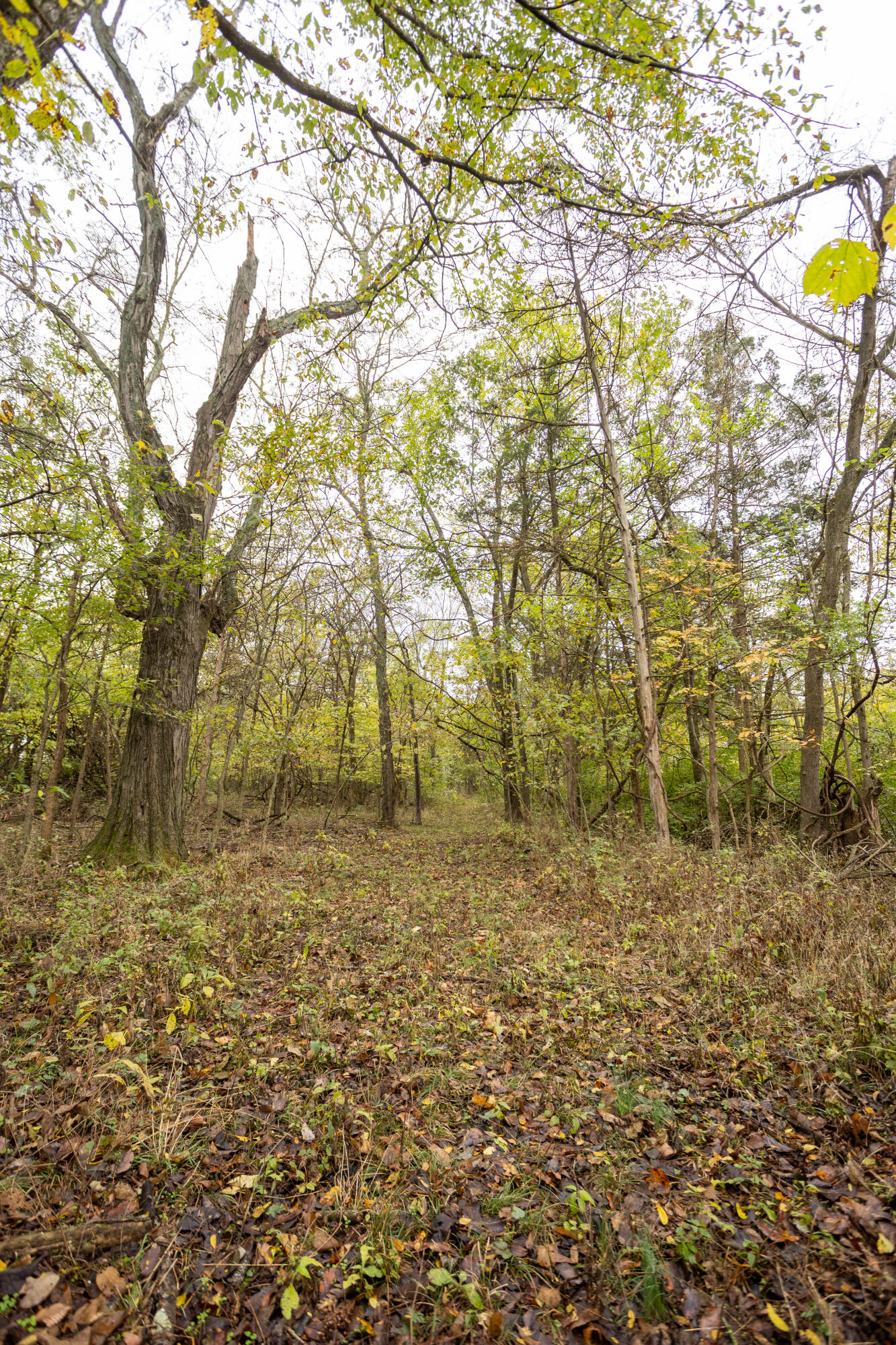 221 State Rte Ee Property Photo 7