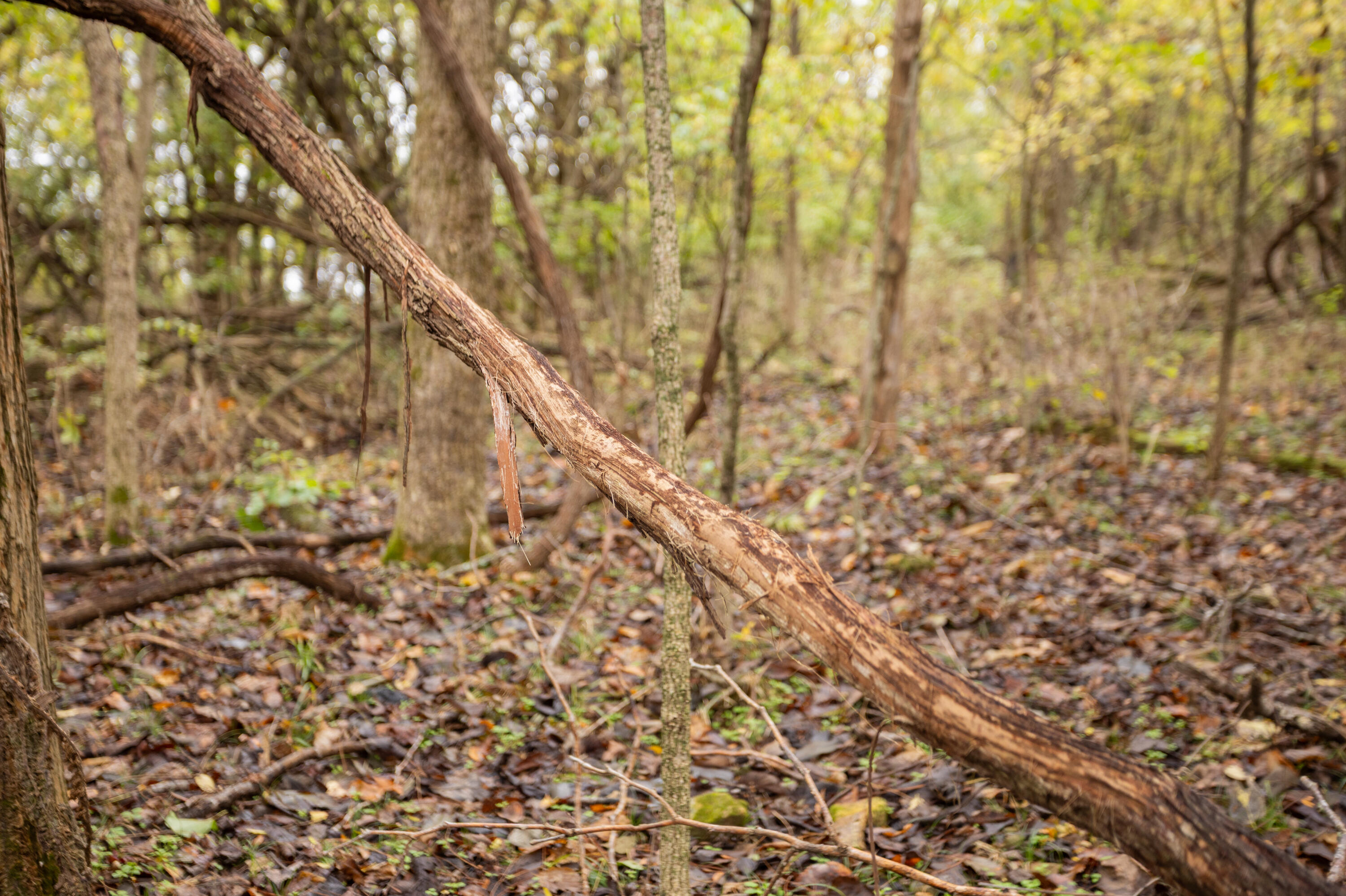 221 State Rte Ee Property Photo 8