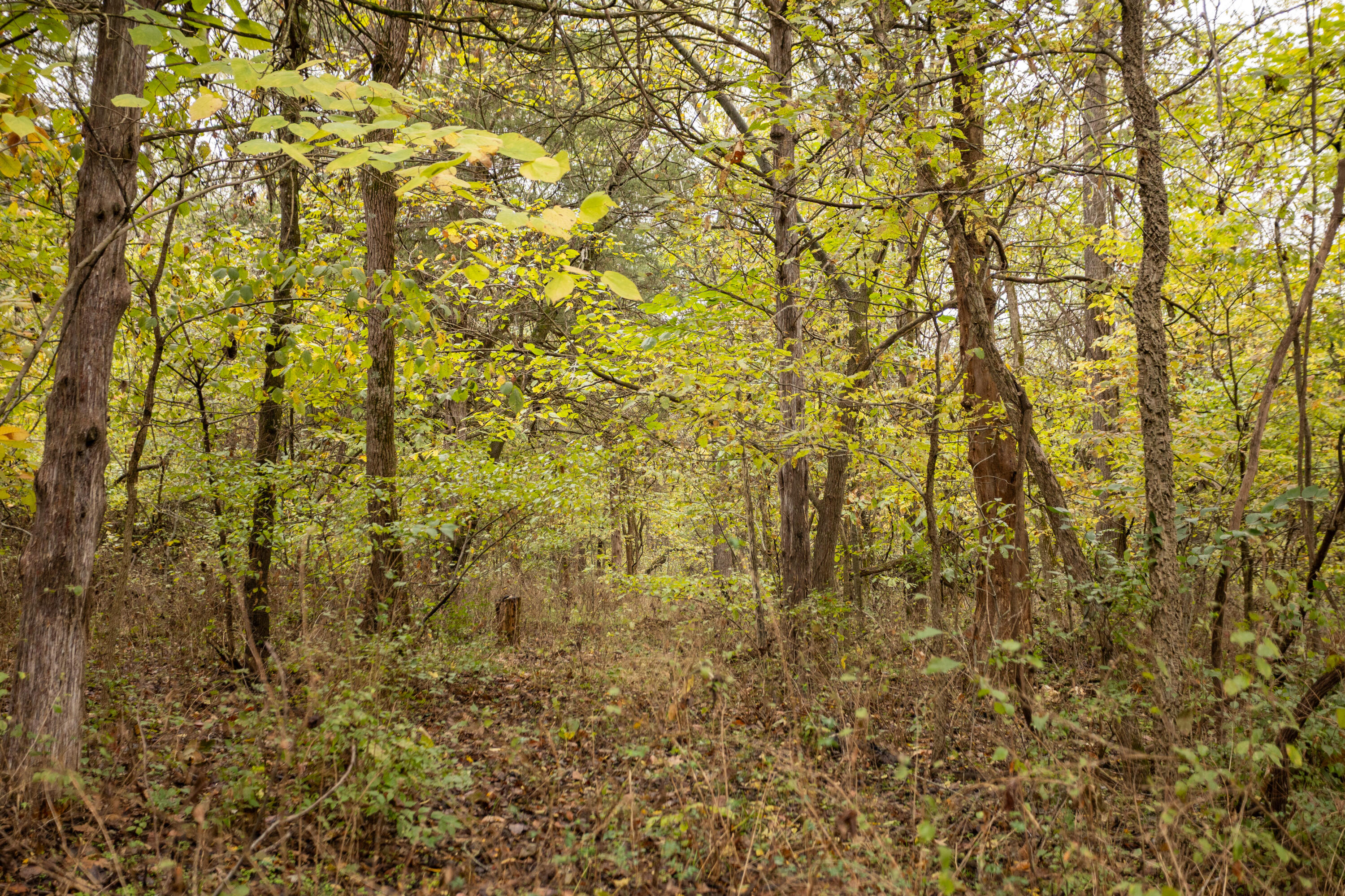 221 State Rte Ee Property Photo 10