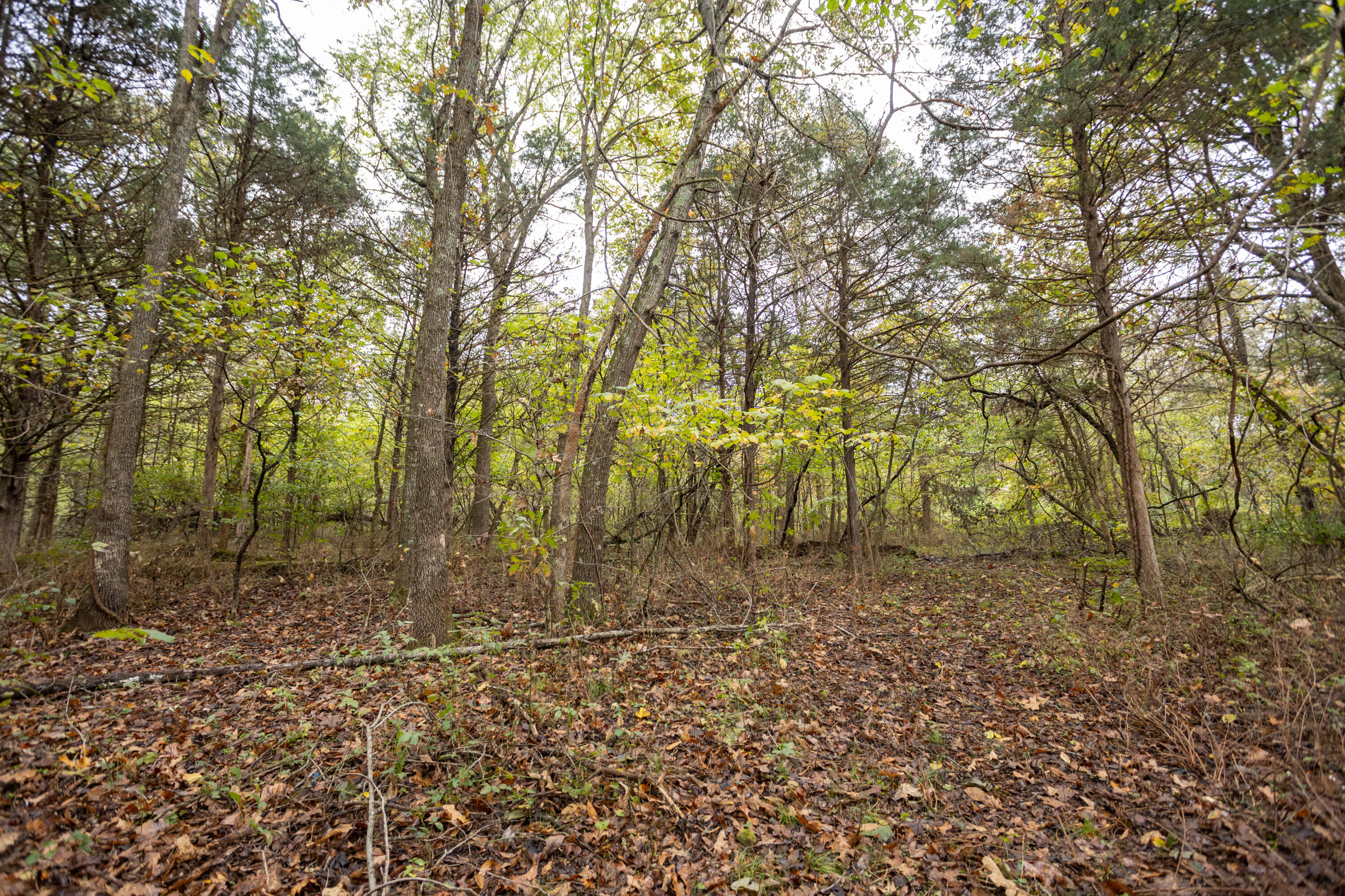 221 State Rte Ee Property Photo 12