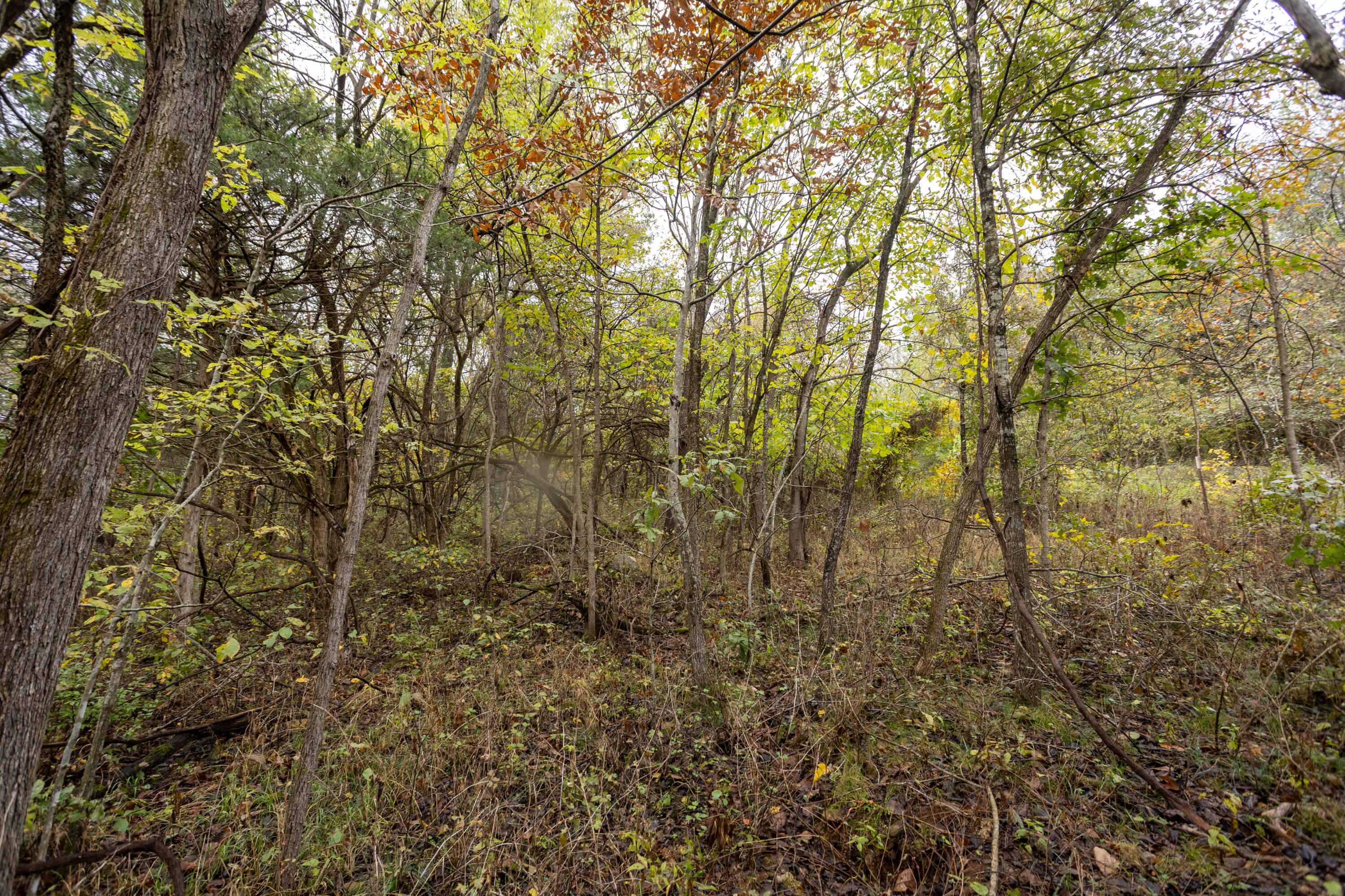 221 State Rte Ee Property Photo 14