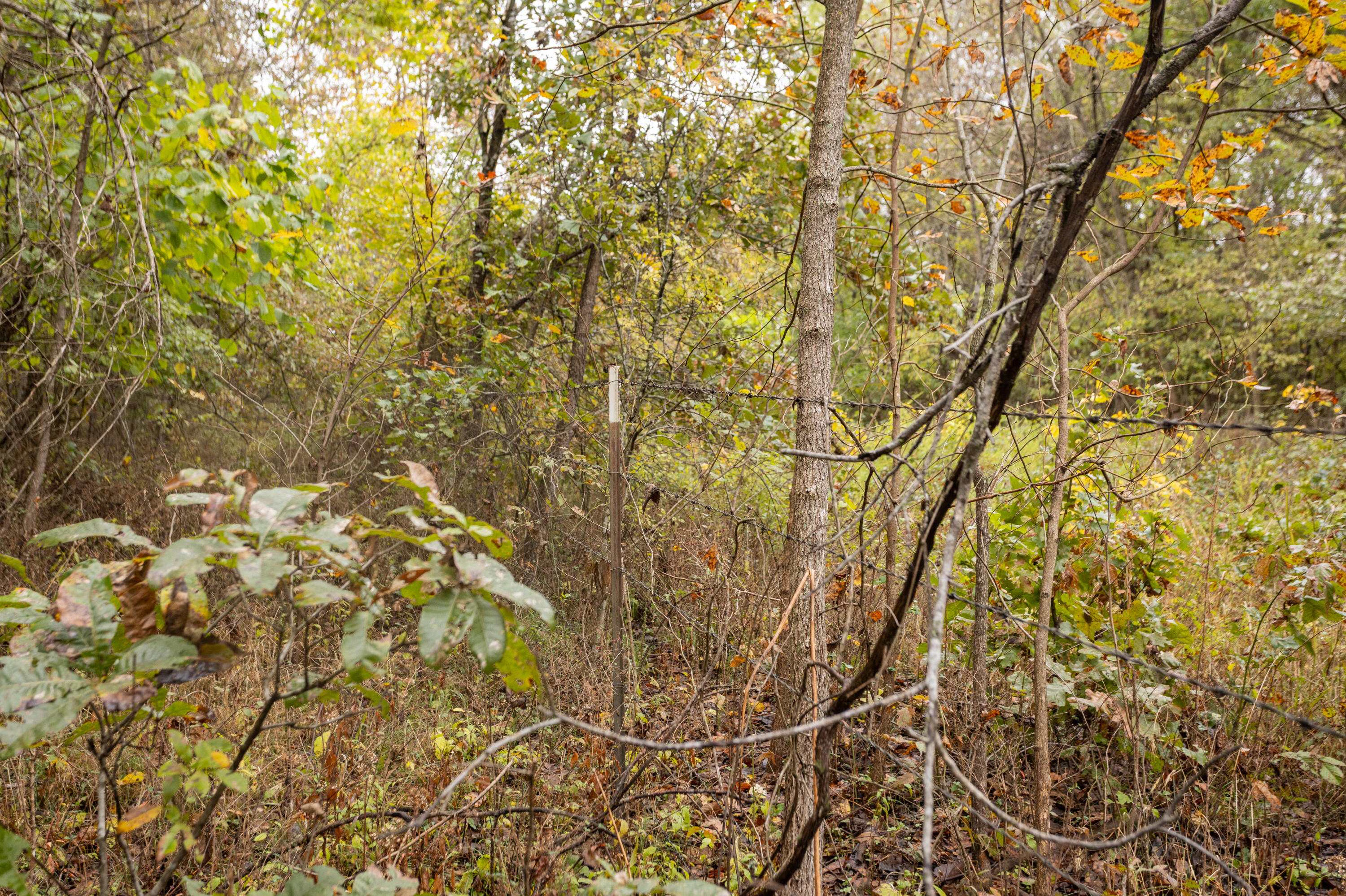 221 State Rte Ee Property Photo 15