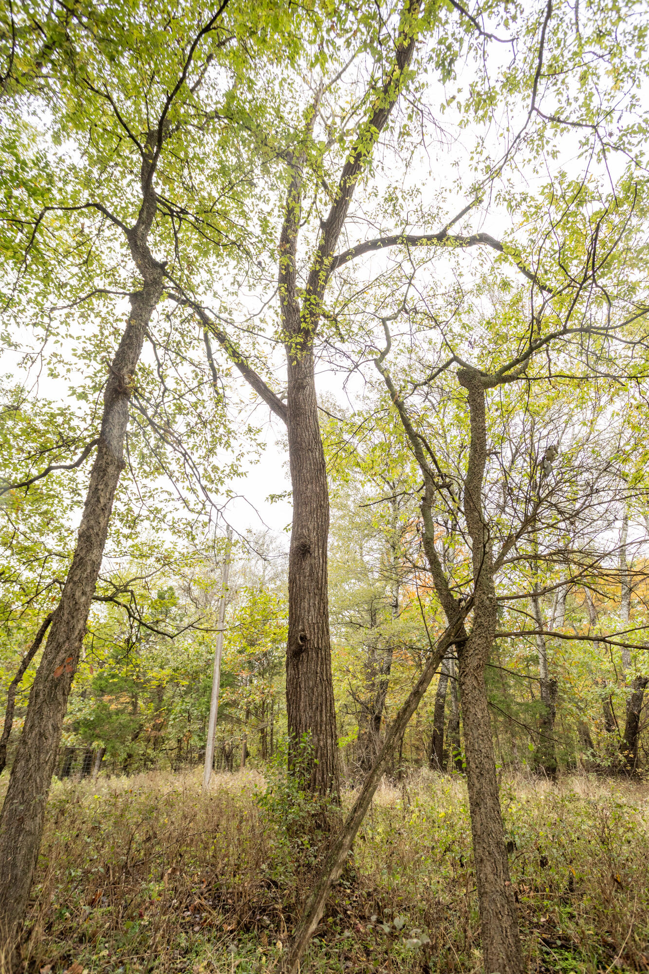 221 State Rte Ee Property Photo 16