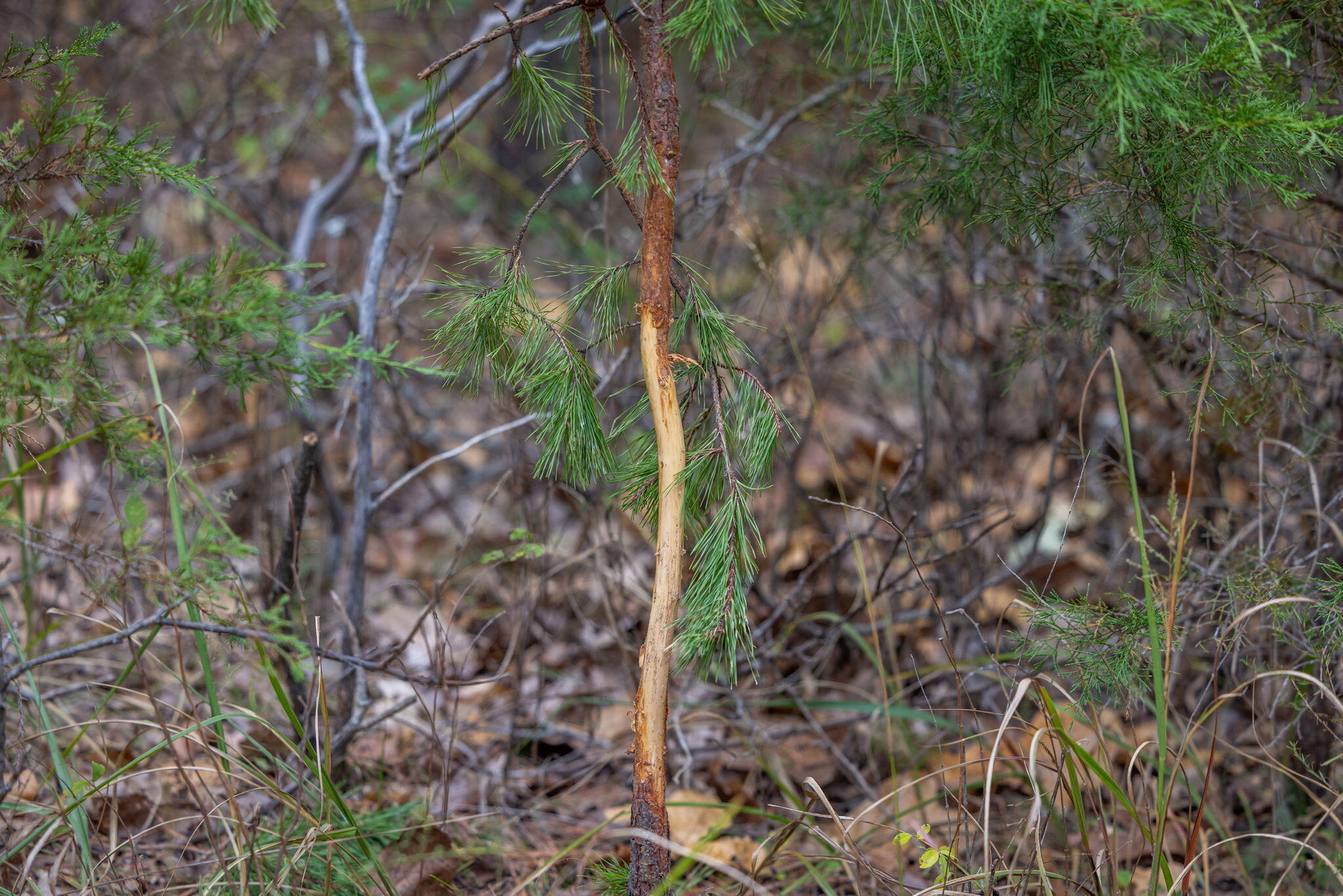 000 Highway V Property Photo 20