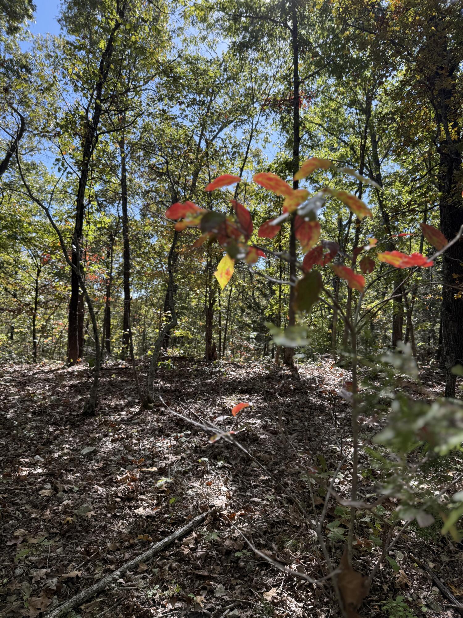38.84 Ac Prayer Garden Ln Property Photo 6