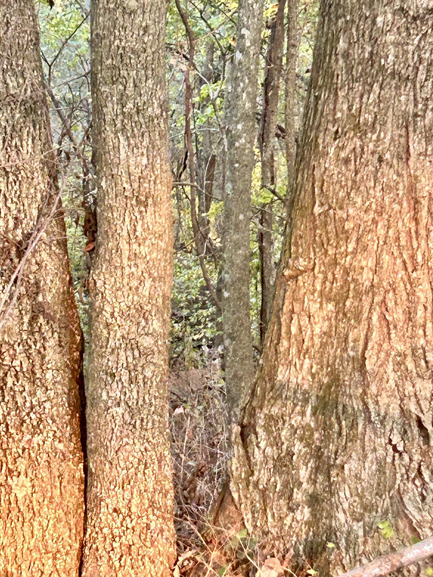 14375 Zebra Drive Property Photo 7