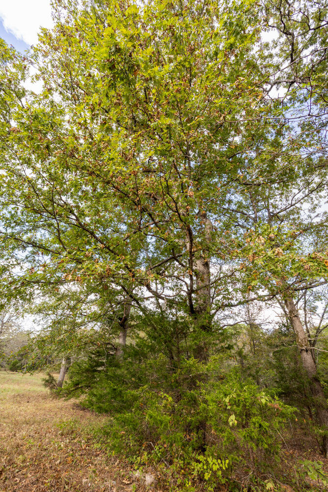 000 County Road 309 Property Photo 40