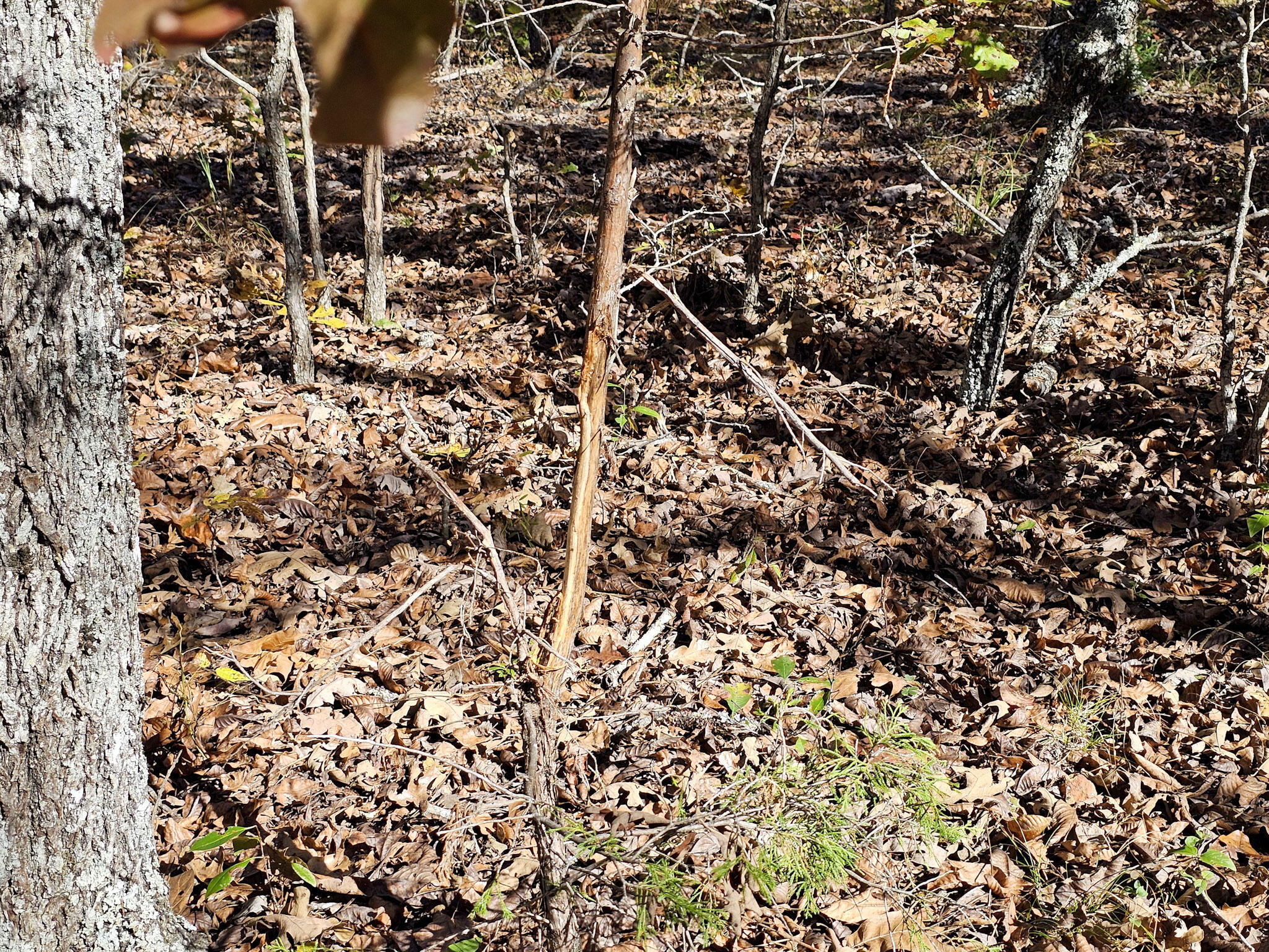 000 State Route Nn Property Photo 11