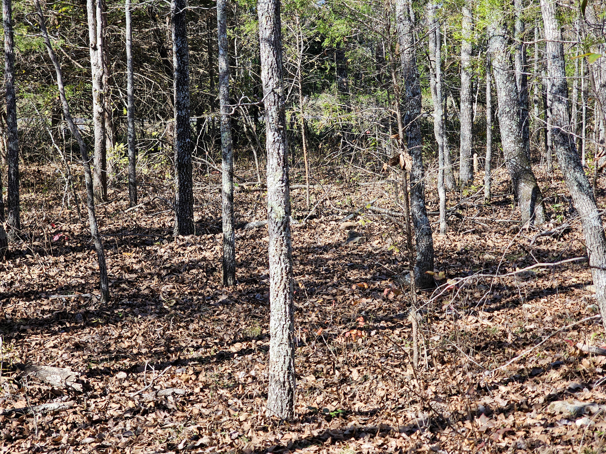 000 State Route Nn Property Photo 15