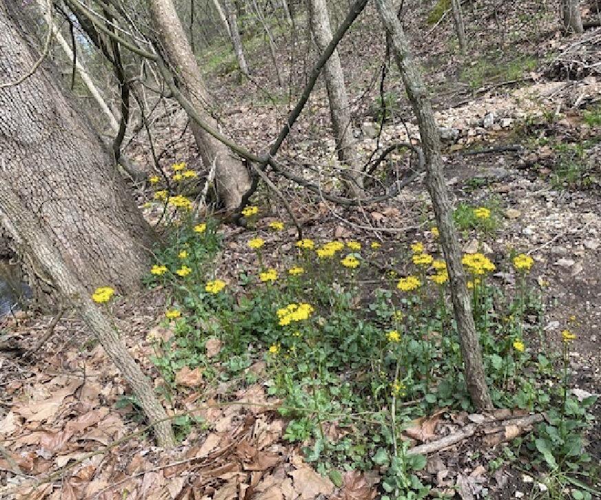 479 Split Rail Pass Lt. 2 Property Photo 25