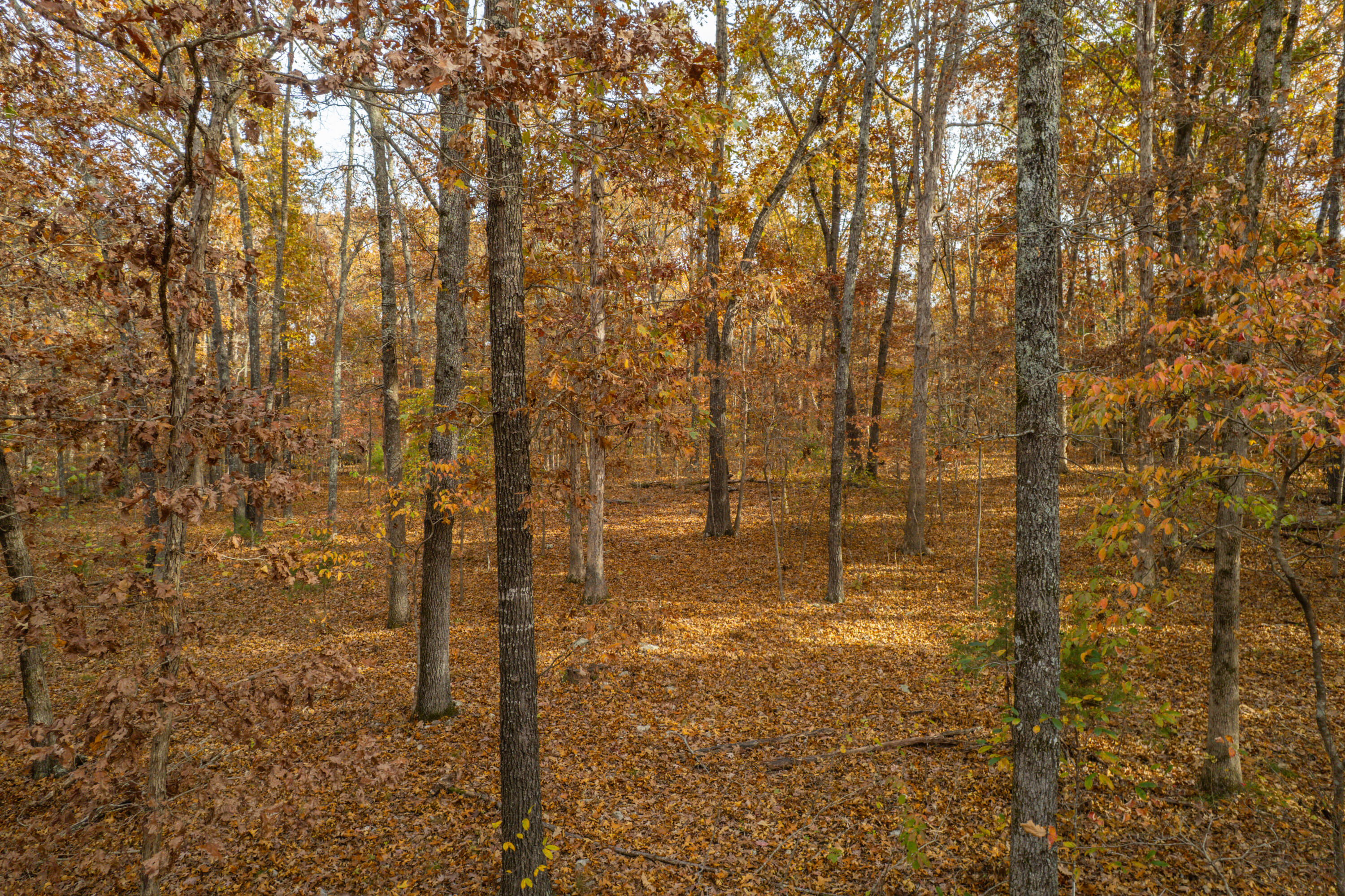 Lot 28 County Road 555 C Property Photo 6