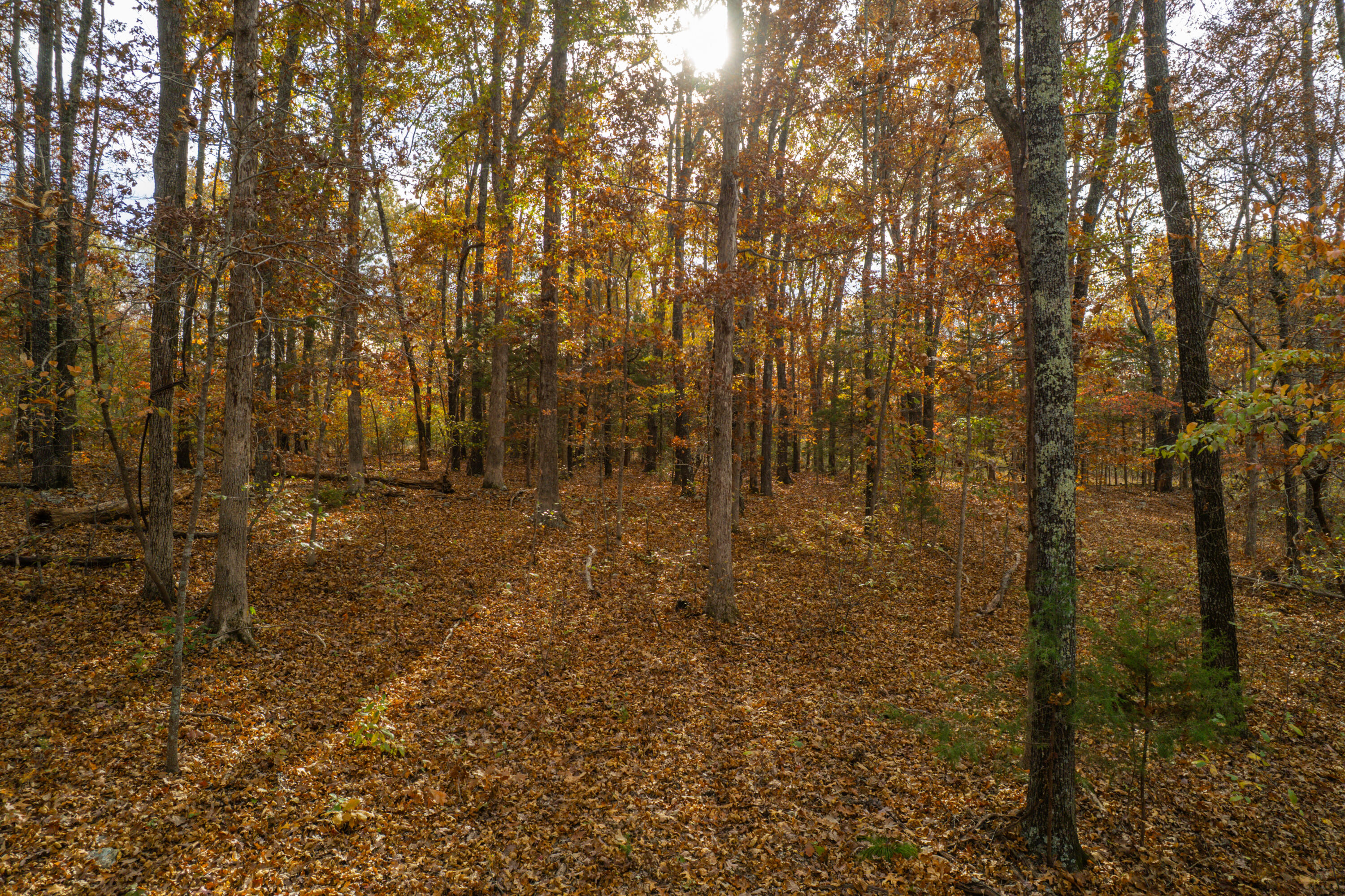Lot 28 County Road 555 C Property Photo 7