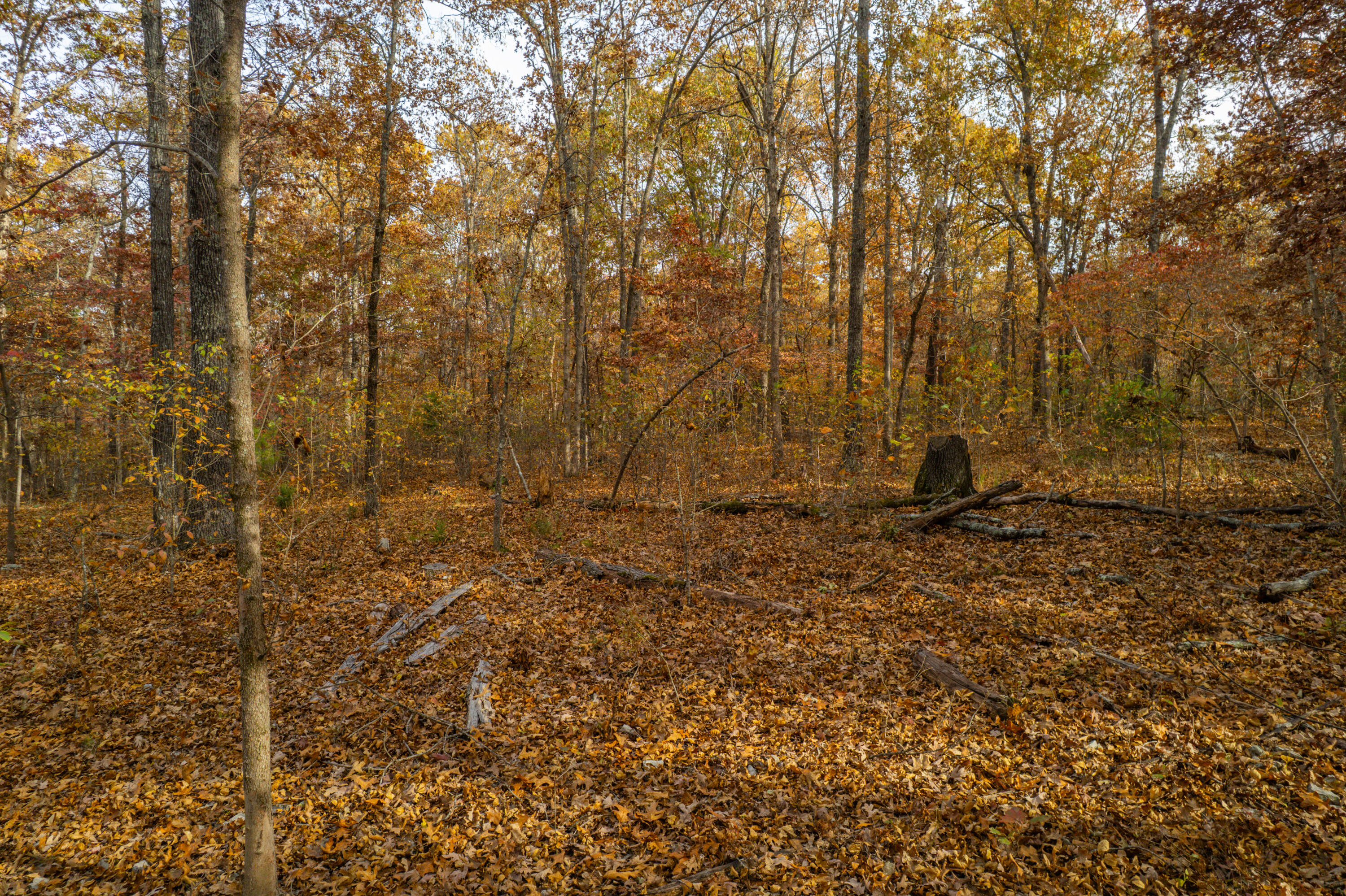 Lot 28 County Road 555 C Property Photo 8