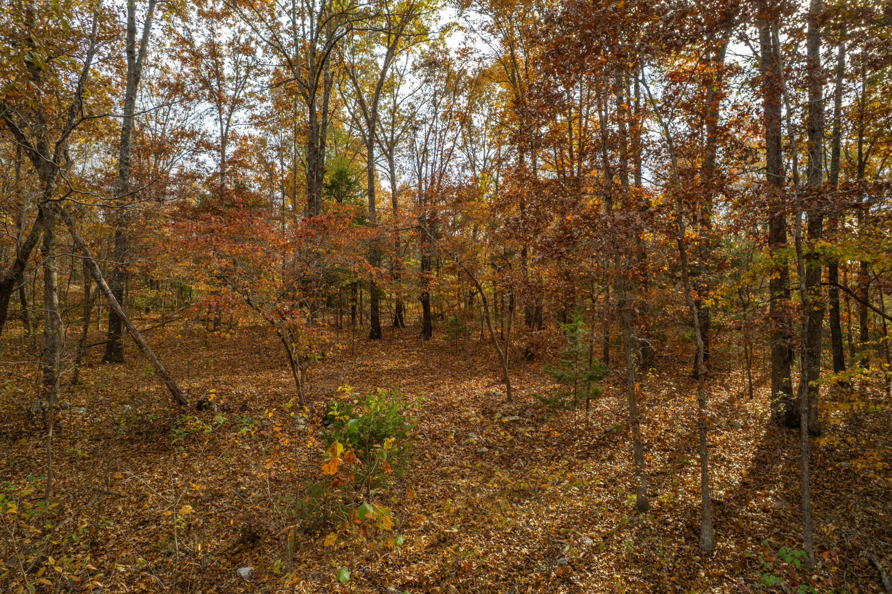 Lot 28 County Road 555 C Property Photo 9