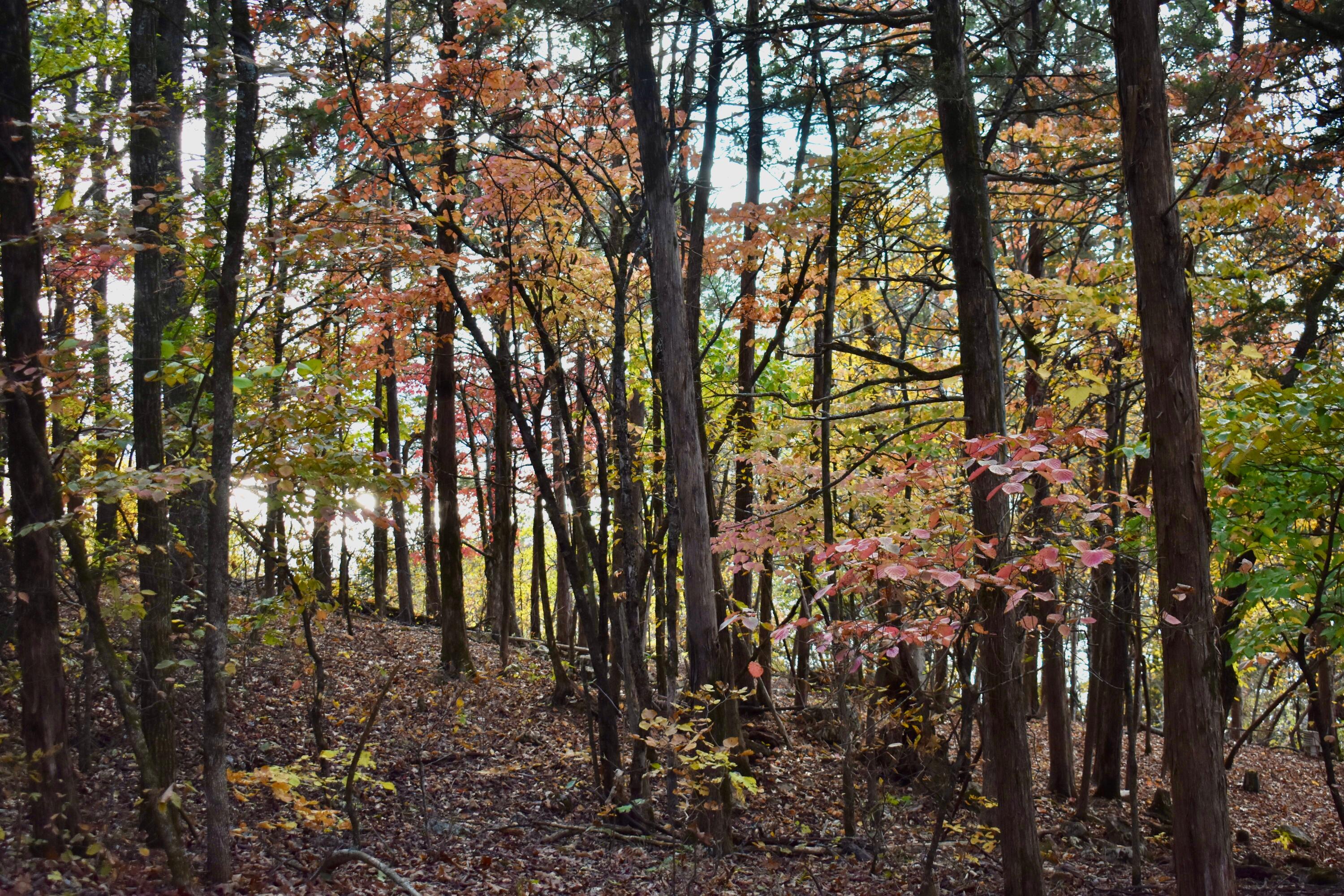 1350 Backwoods Rd Property Photo 38