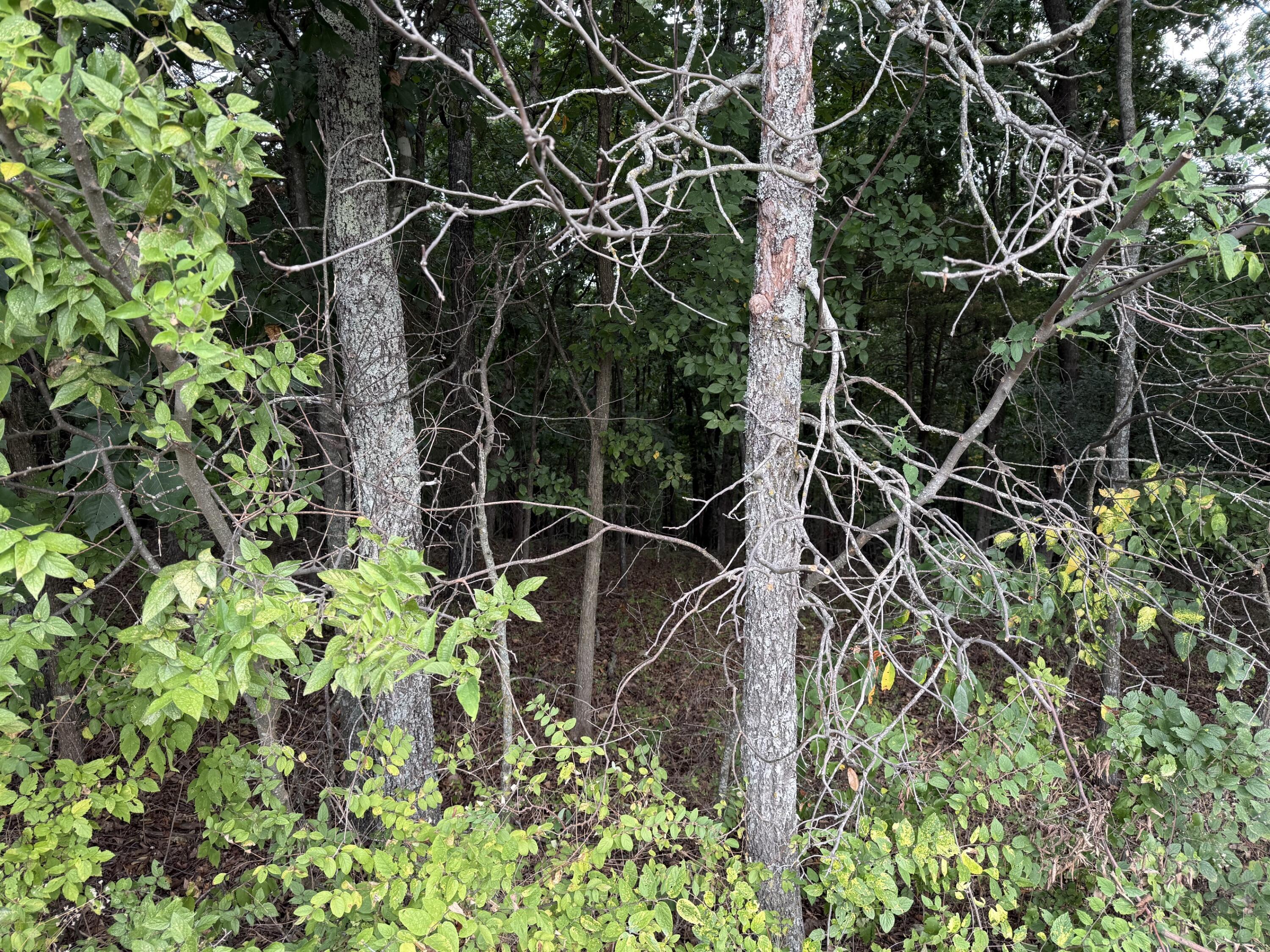 Lot 11 Hillcrest Drive Property Photo 2