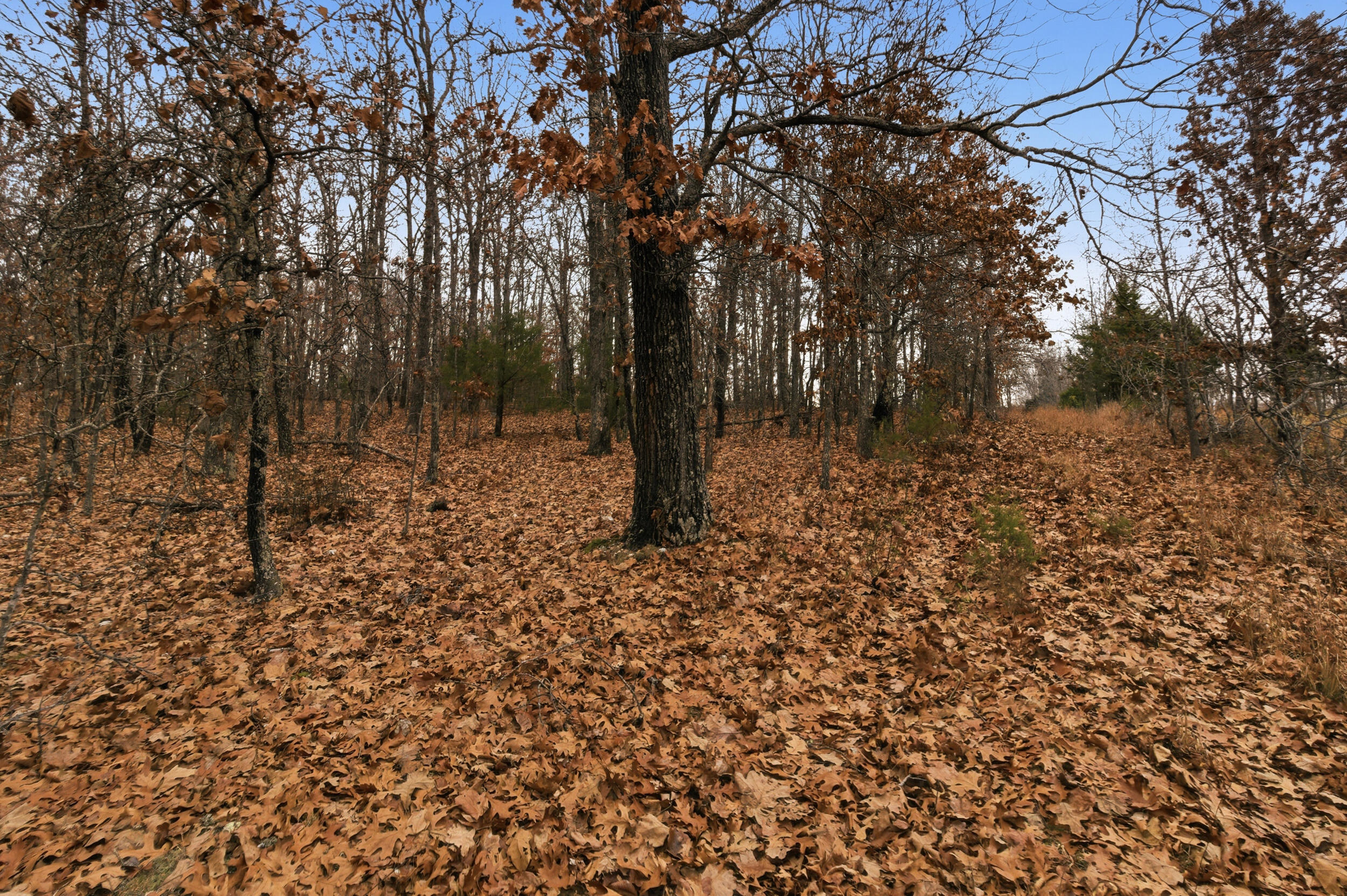 Tbd Old Highway 60 Property Photo 1