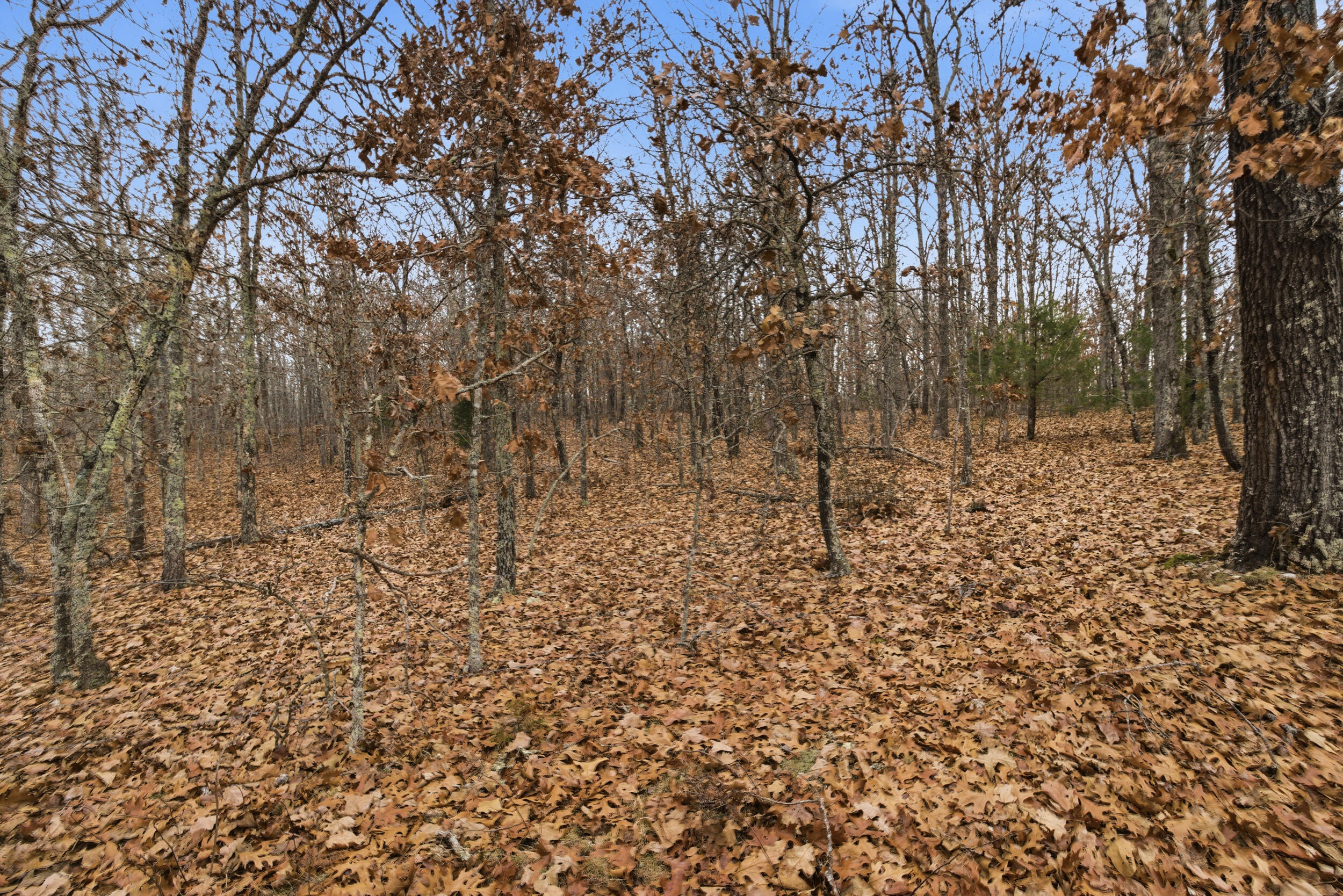 Tbd Old Highway 60 Property Photo 23