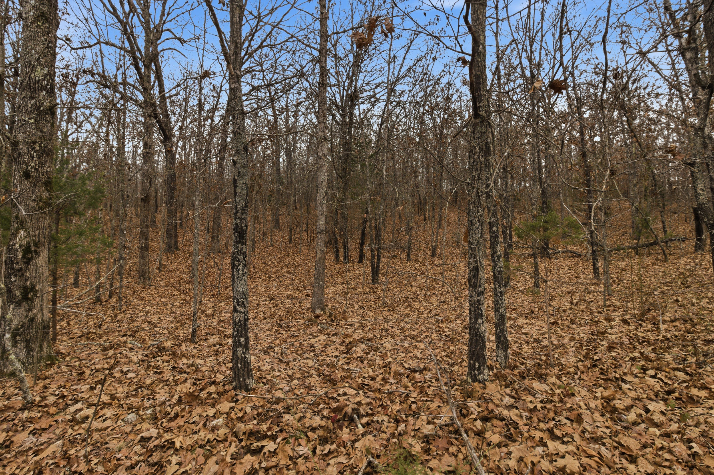 Tbd Old Highway 60 Property Photo 24