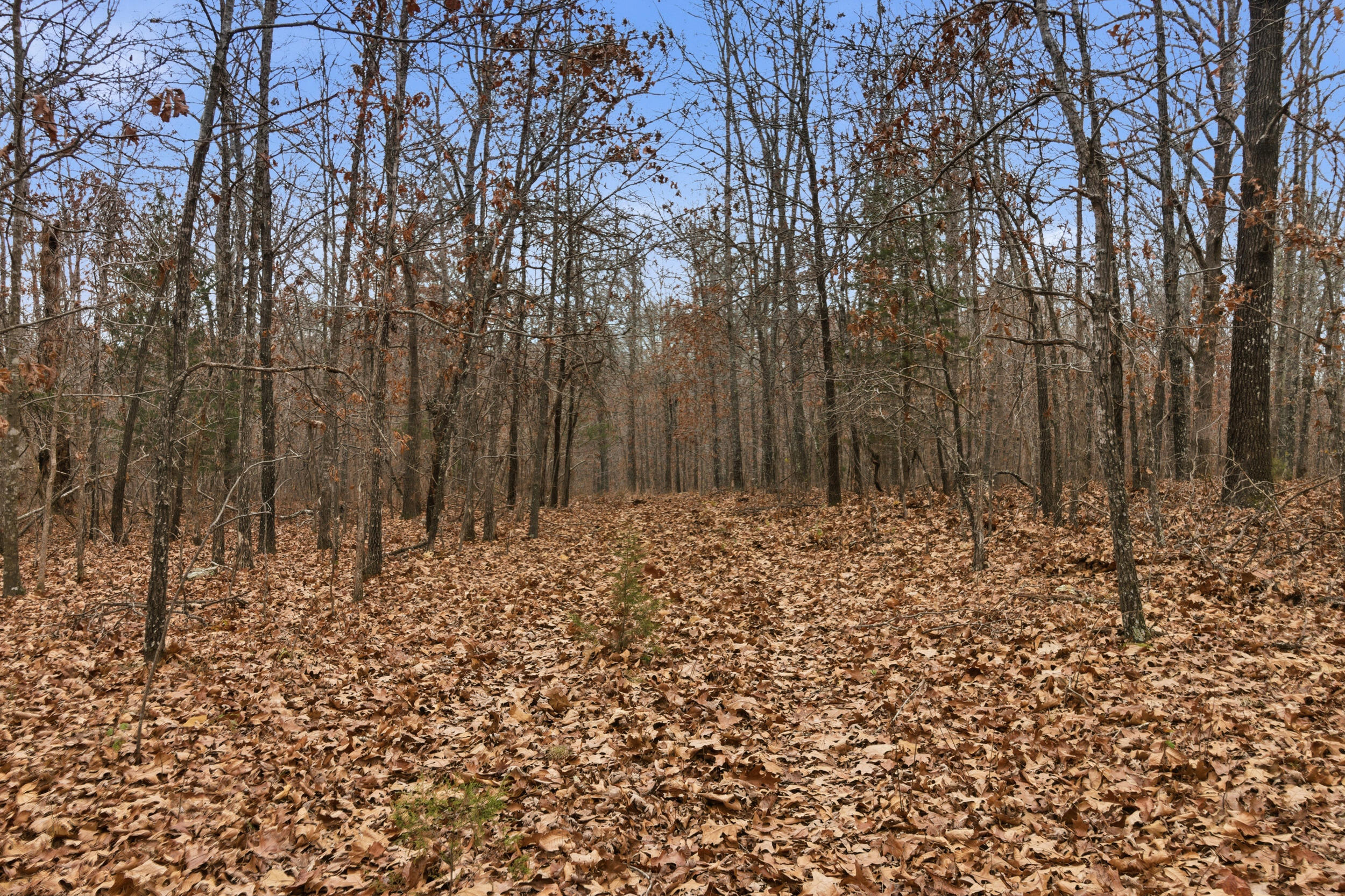 Tbd Old Highway 60 Property Photo 29