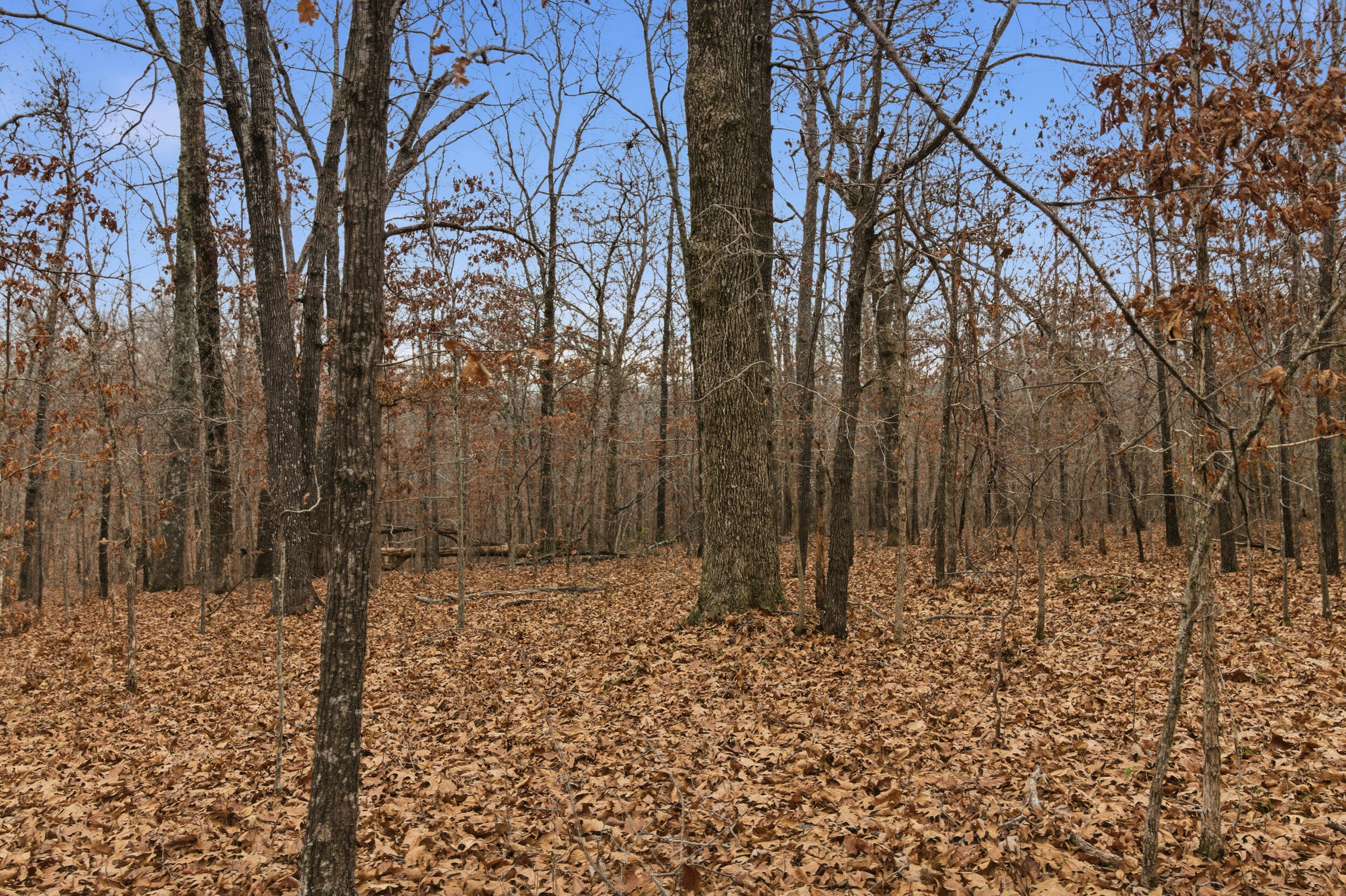 Tbd Old Highway 60 Property Photo 30