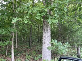 2371 County Road 359 Property Photo 5