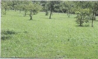 1100 Hattie Drive Property Photo 33