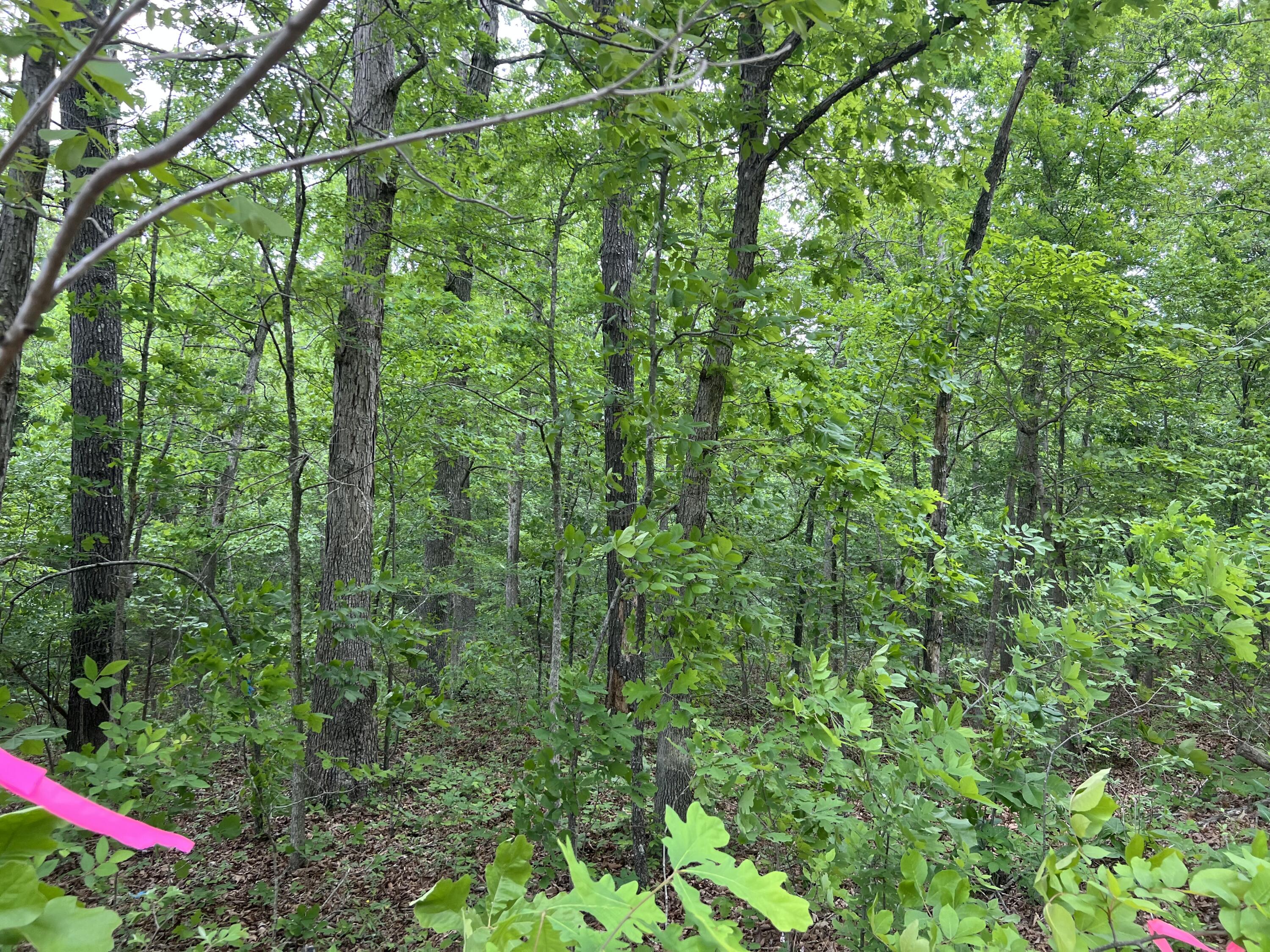 000 Lot 7 Tall Oaks Trail Property Photo 3