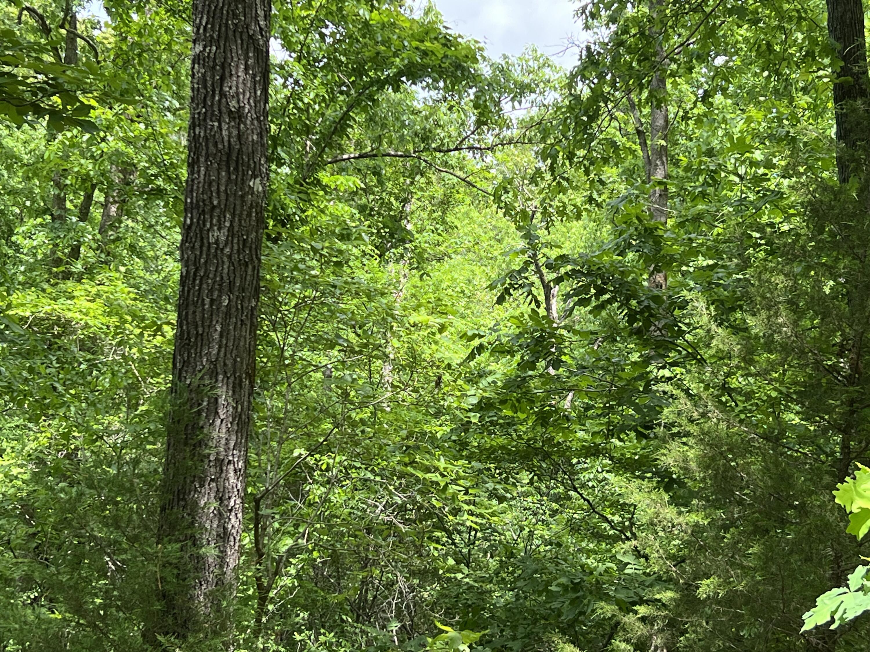 000 Lot 7 Tall Oaks Trail Property Photo 5