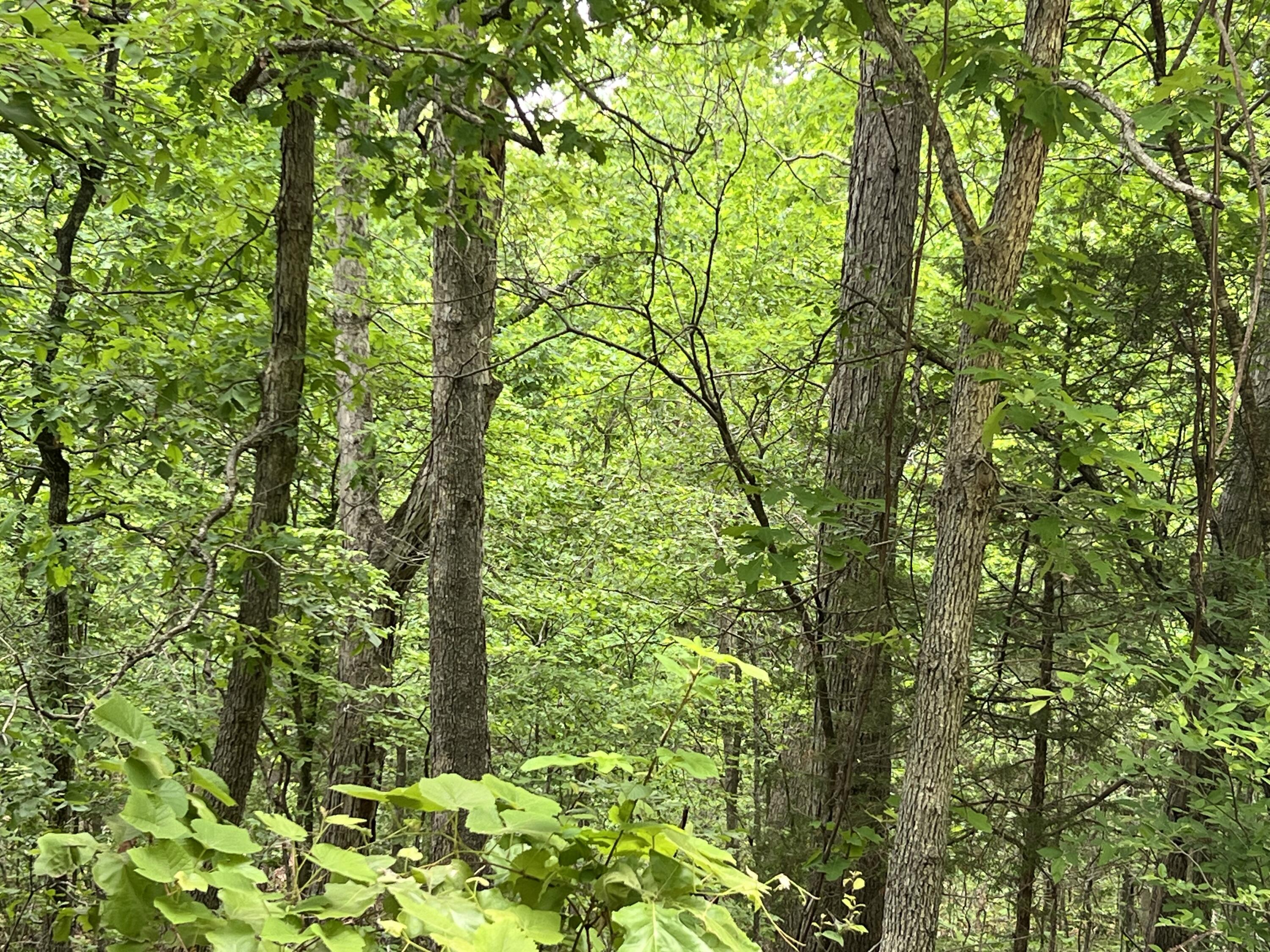 000 Lot 7 Tall Oaks Trail Property Photo 6