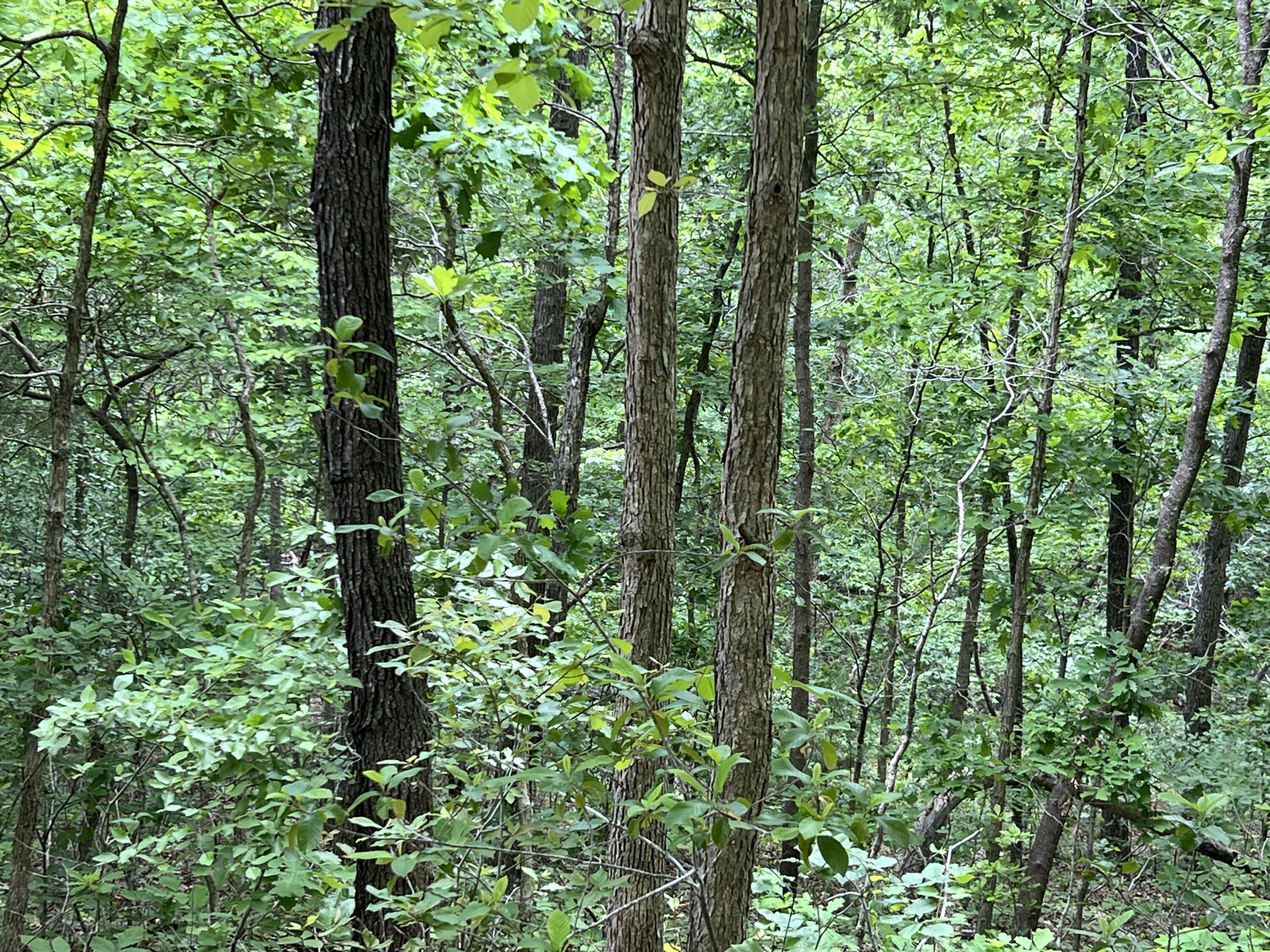 000 Lot 7 Tall Oaks Trail Property Photo 7
