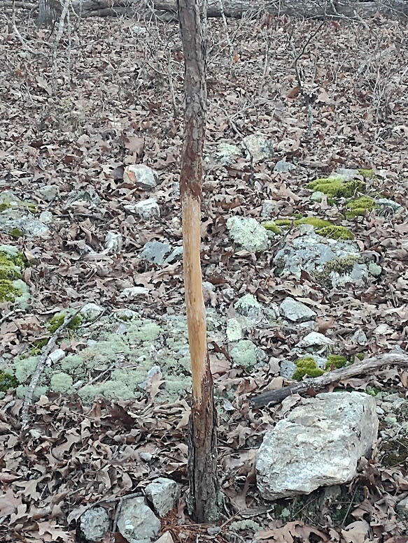 000 Moonshine Pass Property Photo 1