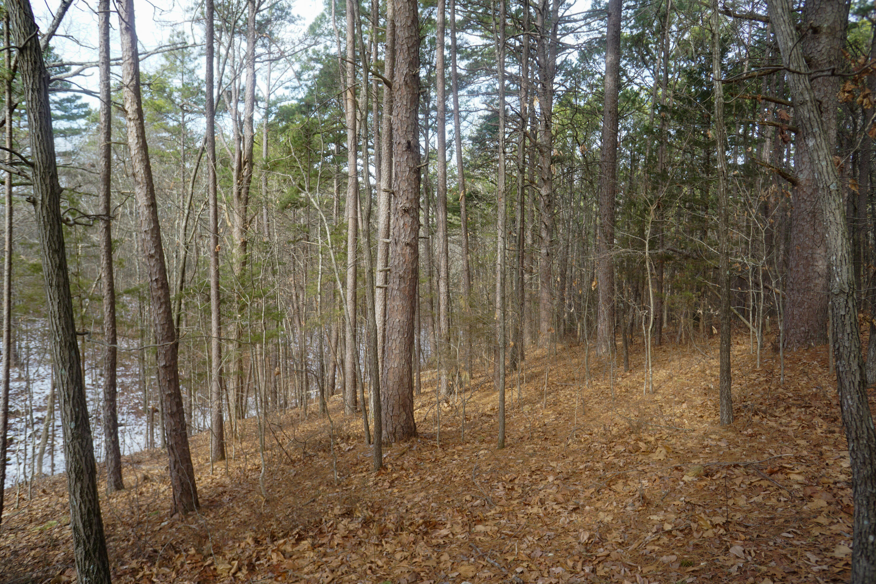 11 Ac. On State Hwy 13 Property Photo 7