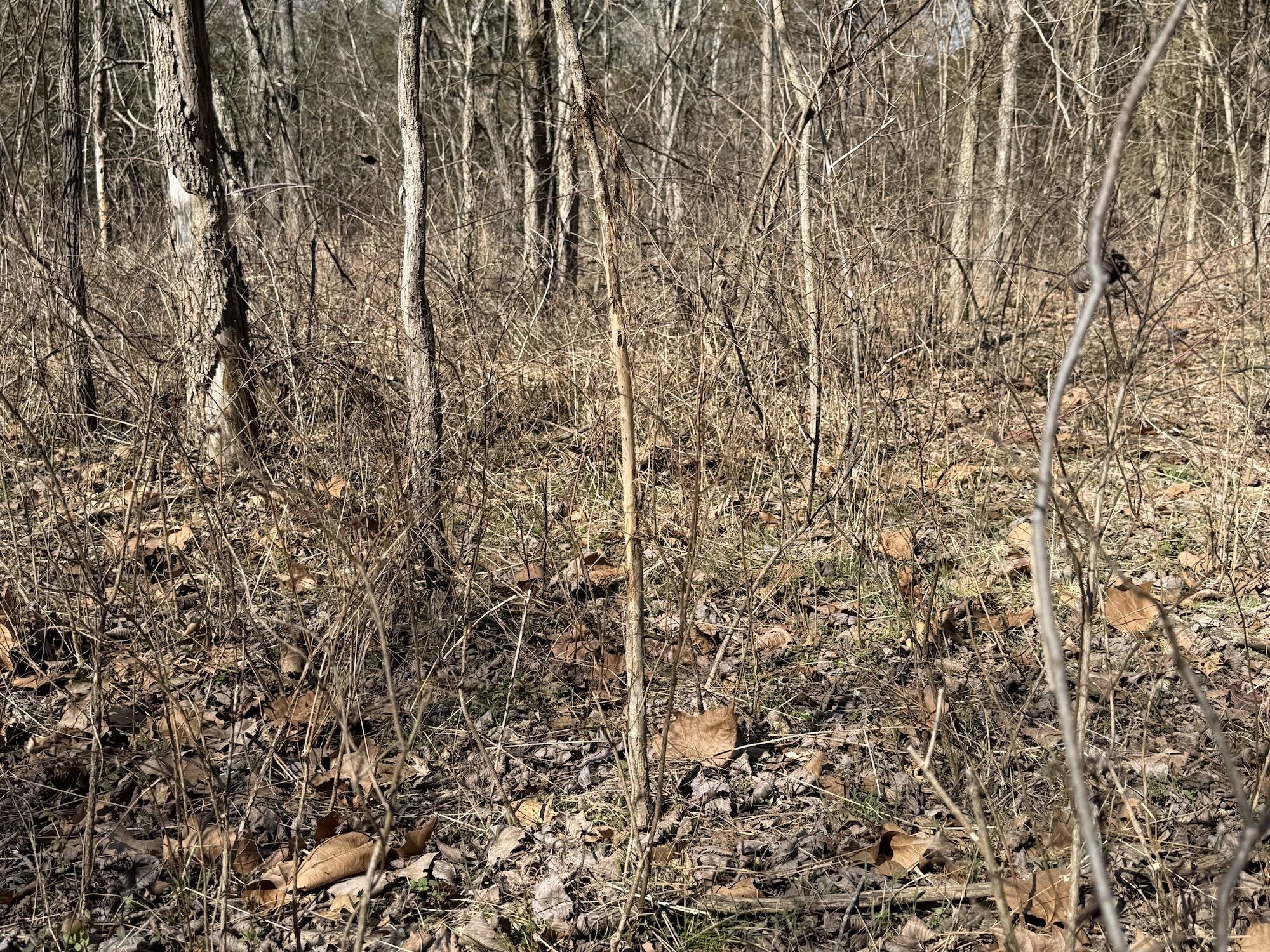 Rt 1 County Rd 14-531 Property Photo 20