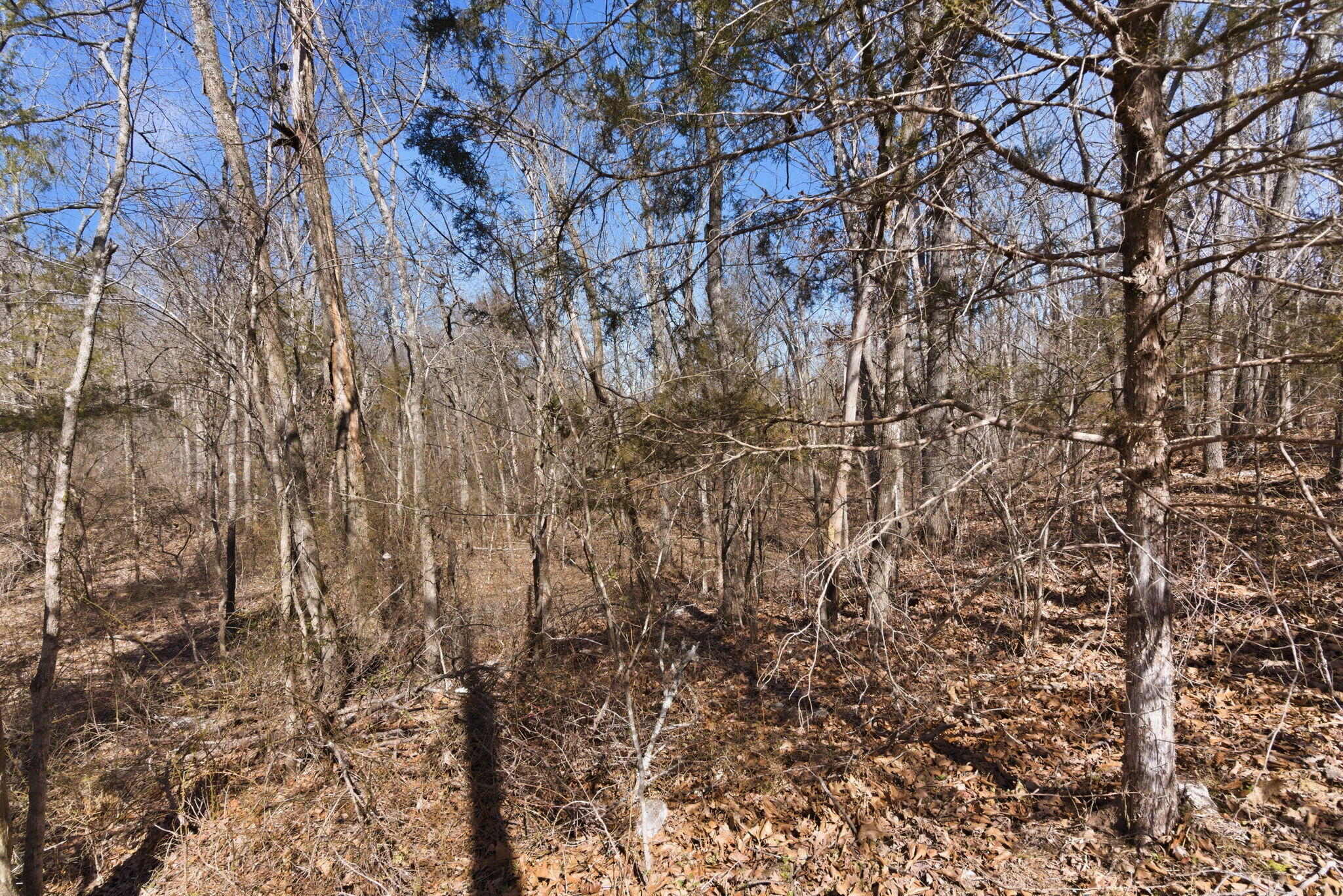 12134 State Hwy D Property Photo 26