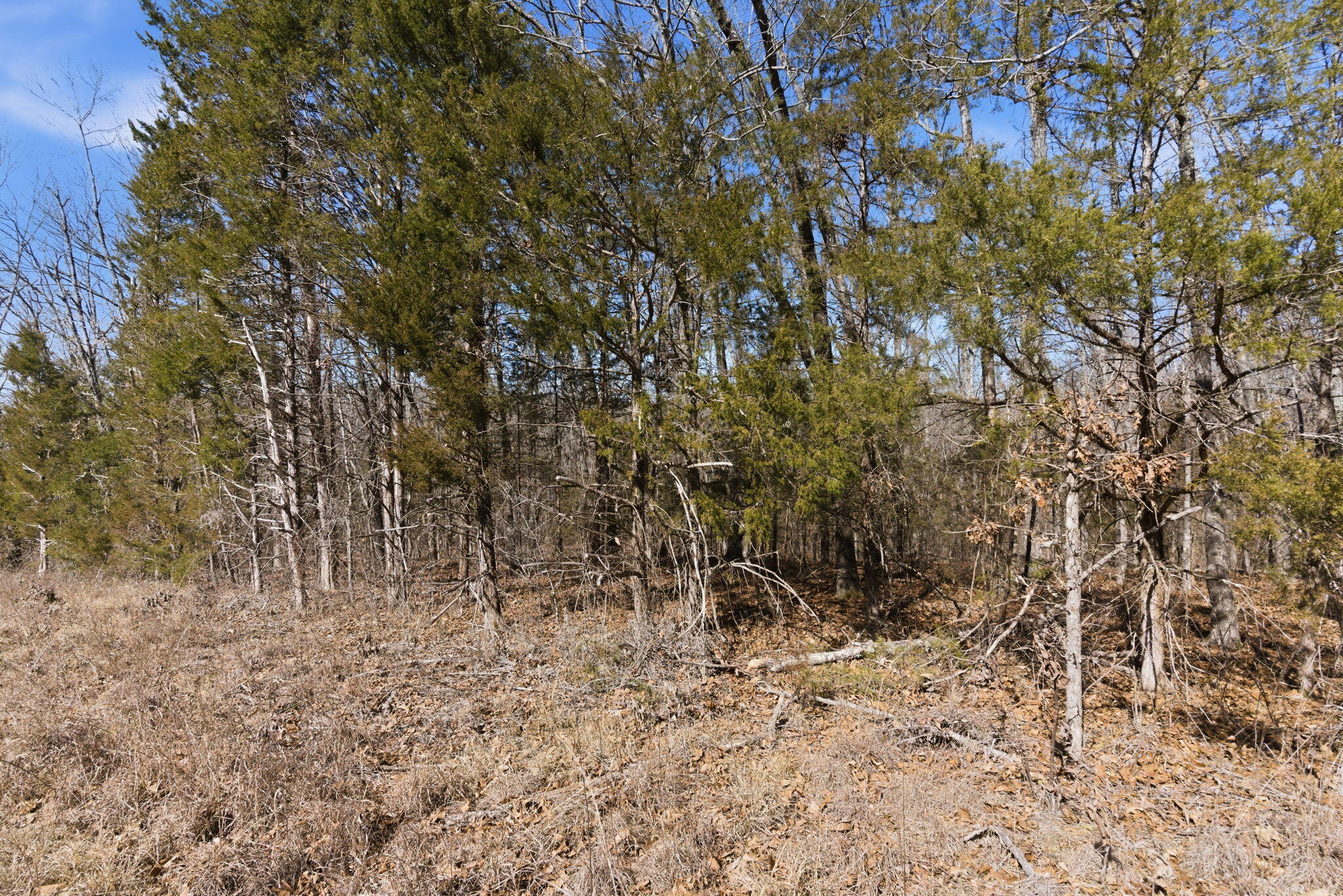 12134 State Hwy D Property Photo 27