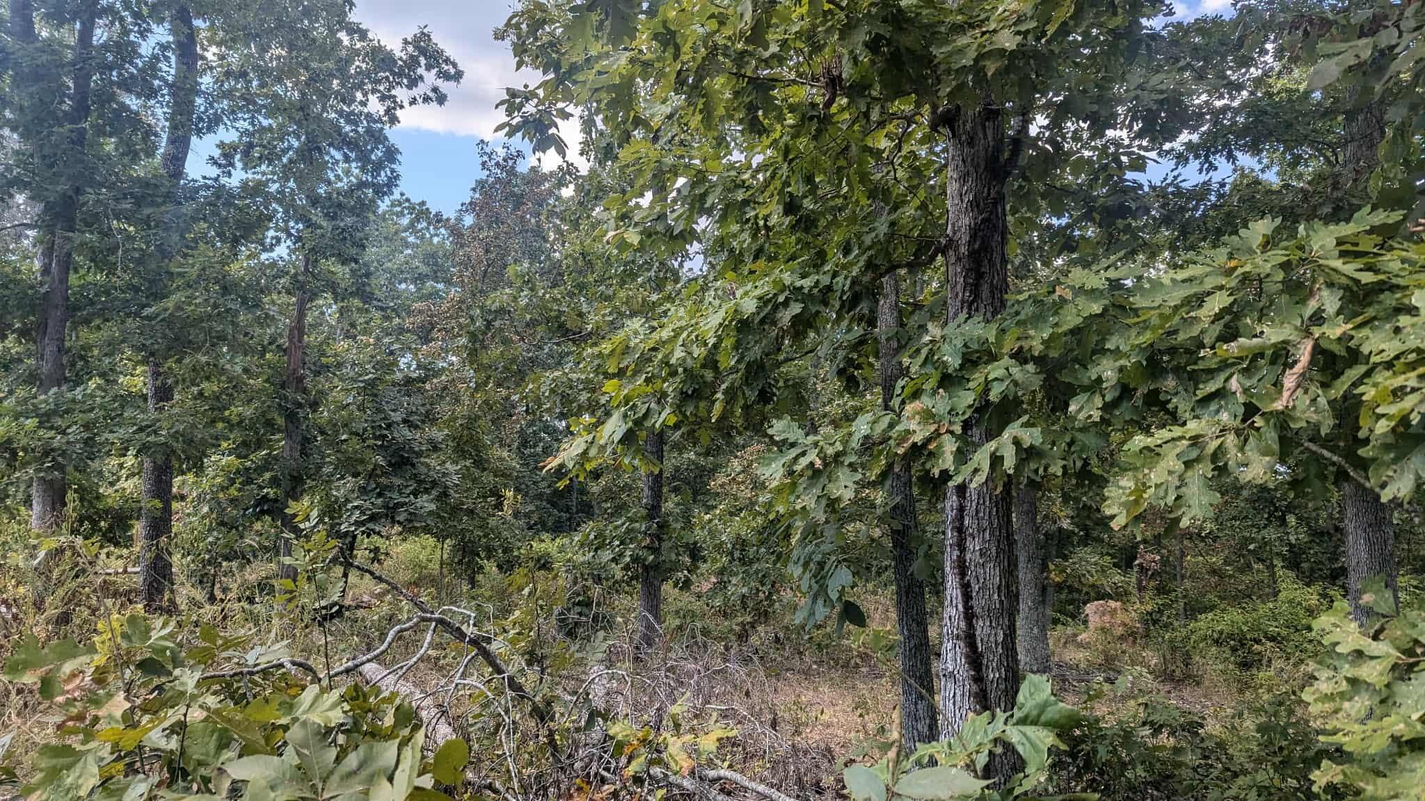 Tbd County Road 426 Property Photo 8