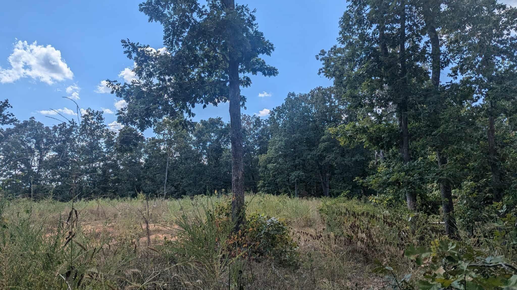 Tbd County Road 426 Property Photo 9