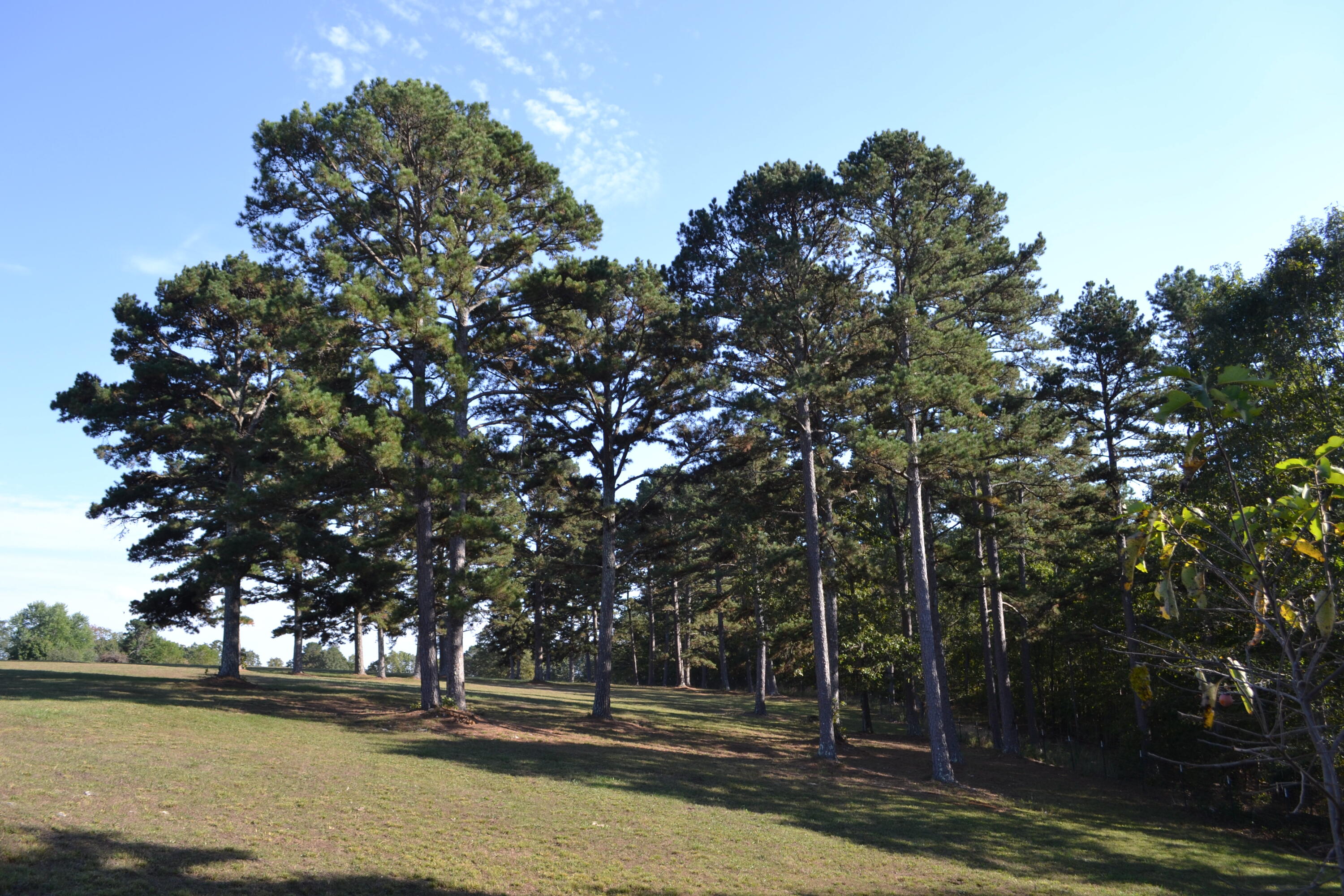 33202 Missouri State Highway East 14 Property Photo 12