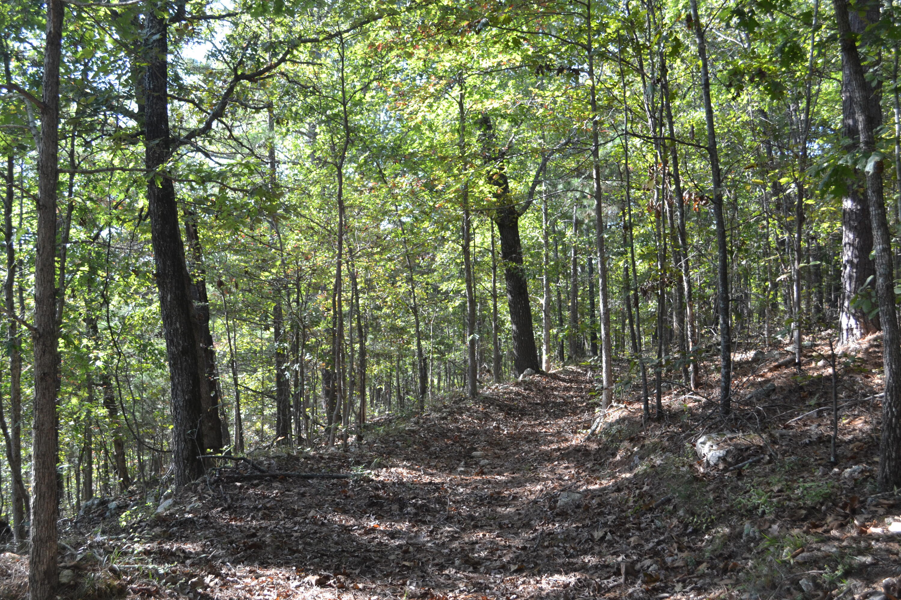 33202 Missouri State Highway East 14 Property Photo 15