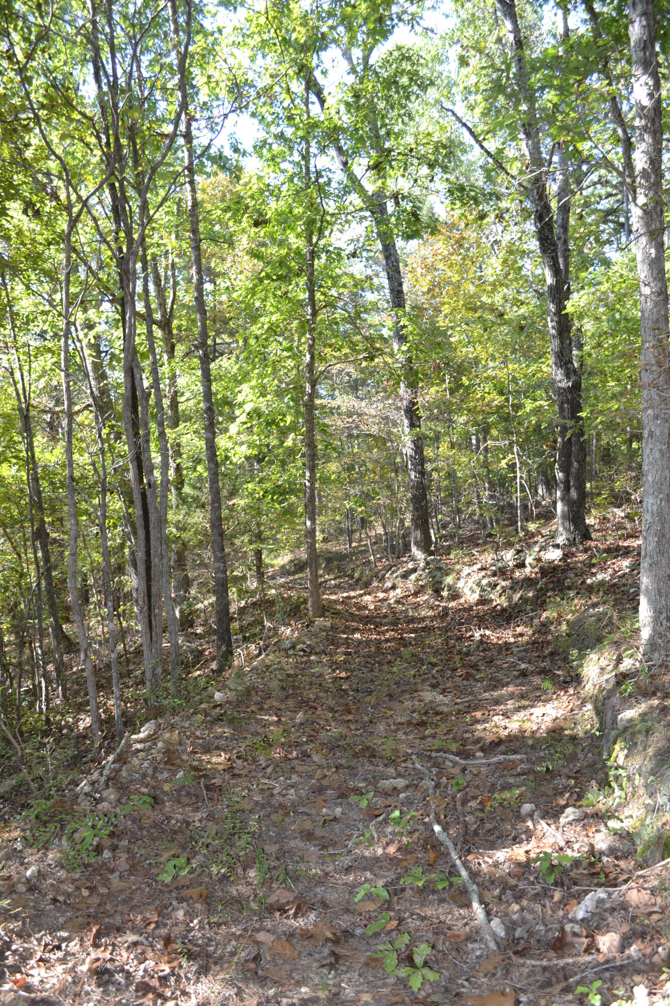 33202 Missouri State Highway East 14 Property Photo 16