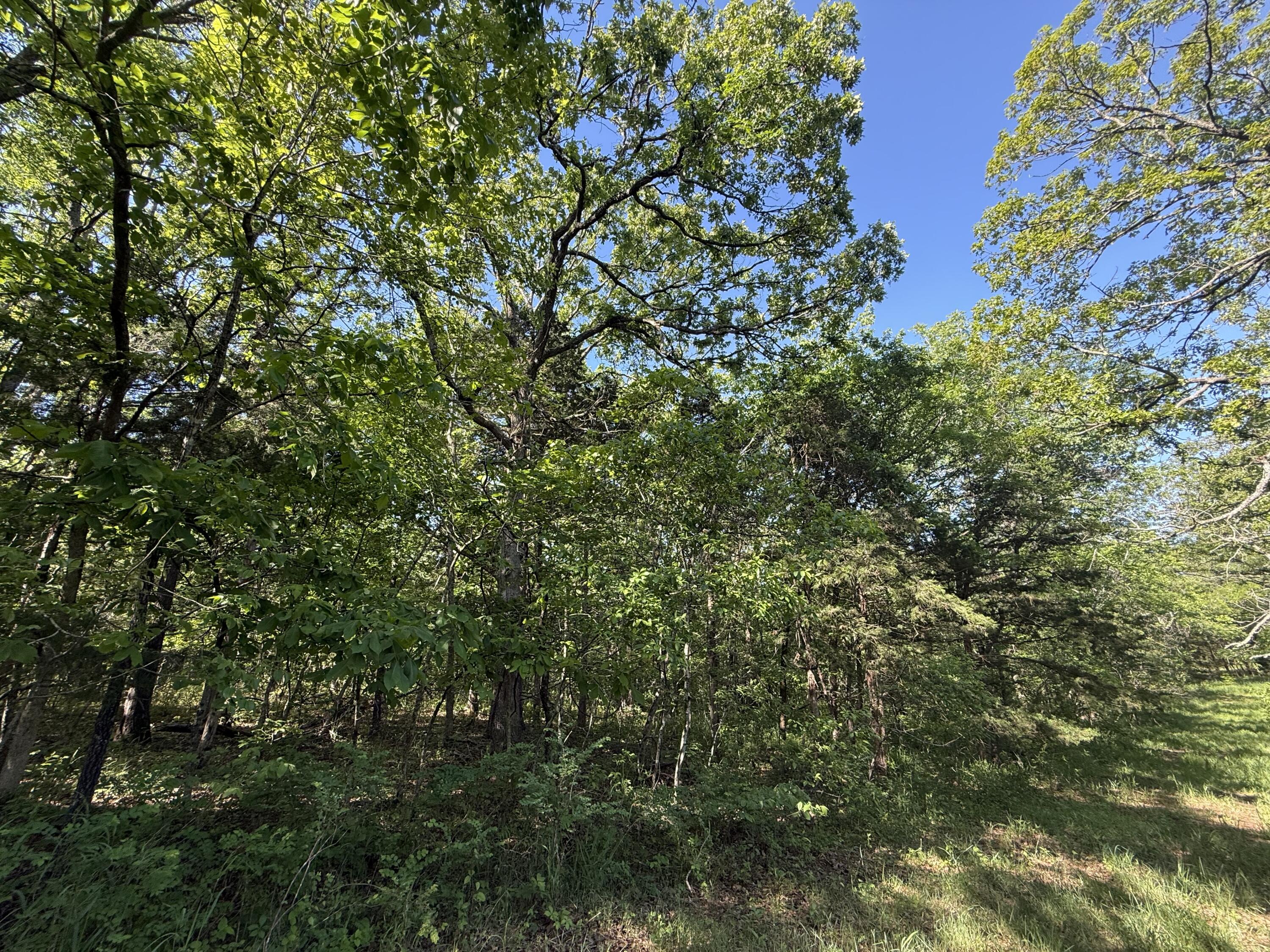 Tbd County Road 203 Property Photo 4