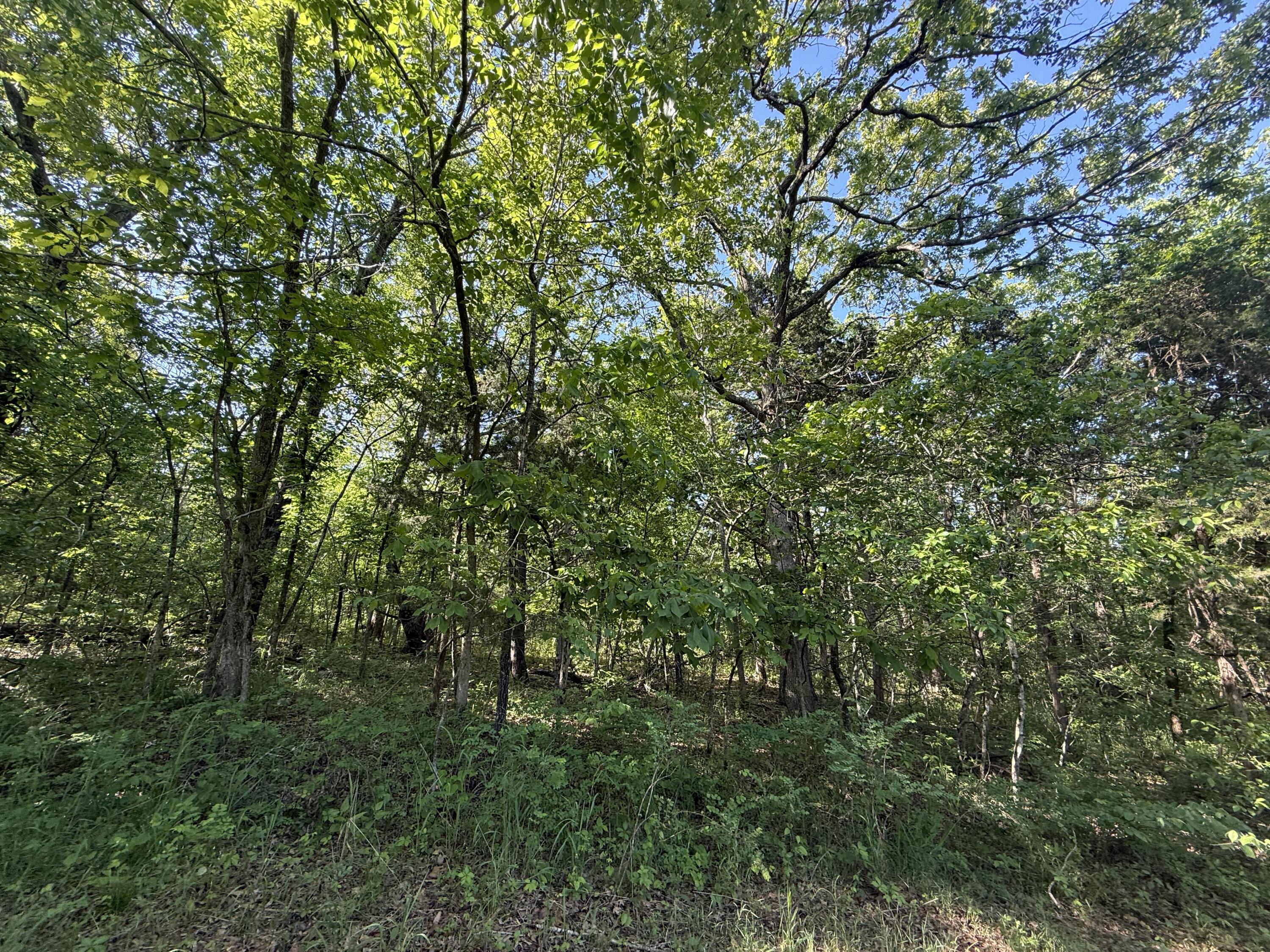 Tbd County Road 203 Property Photo 5